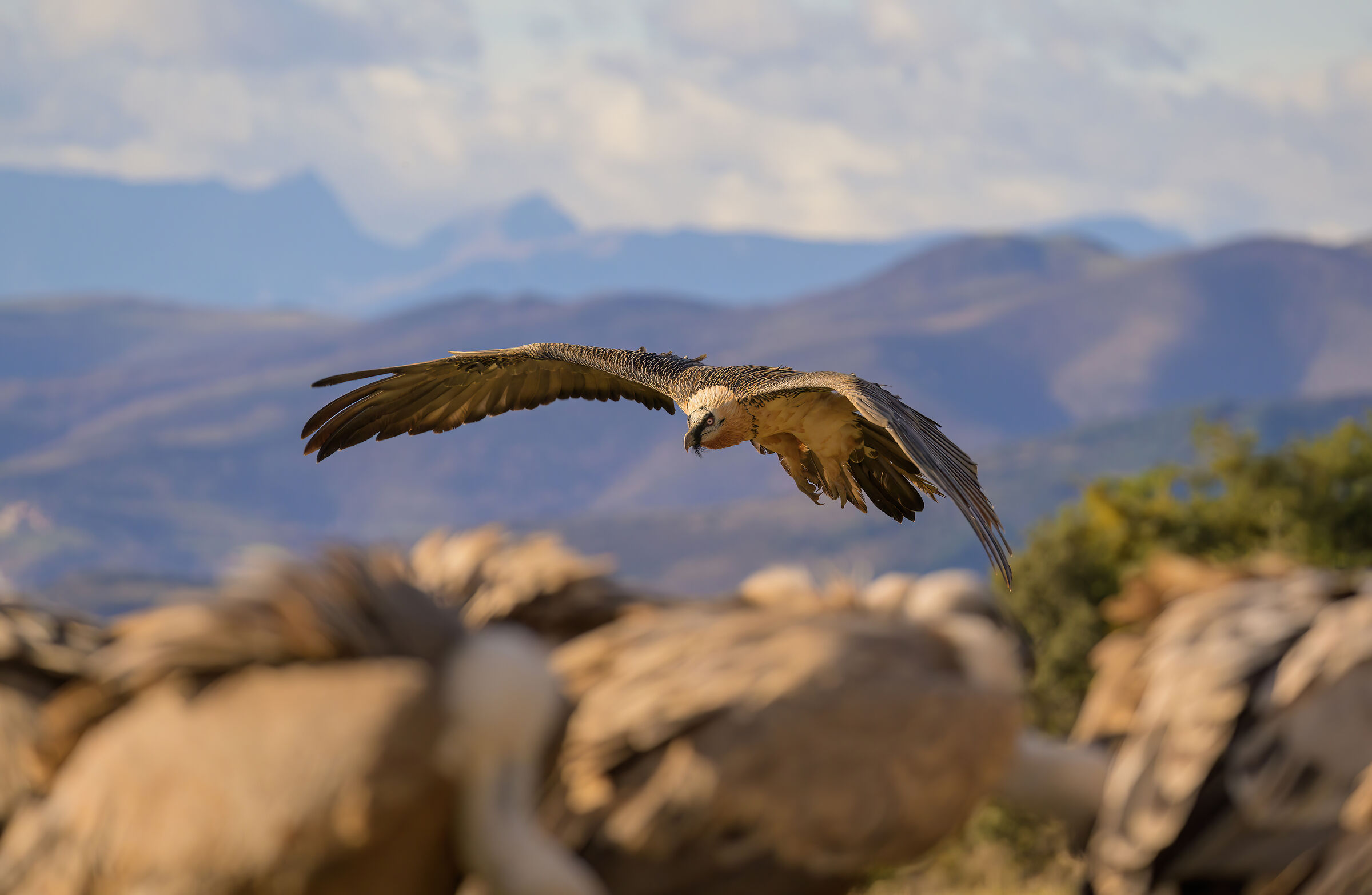 Bearded vulture
