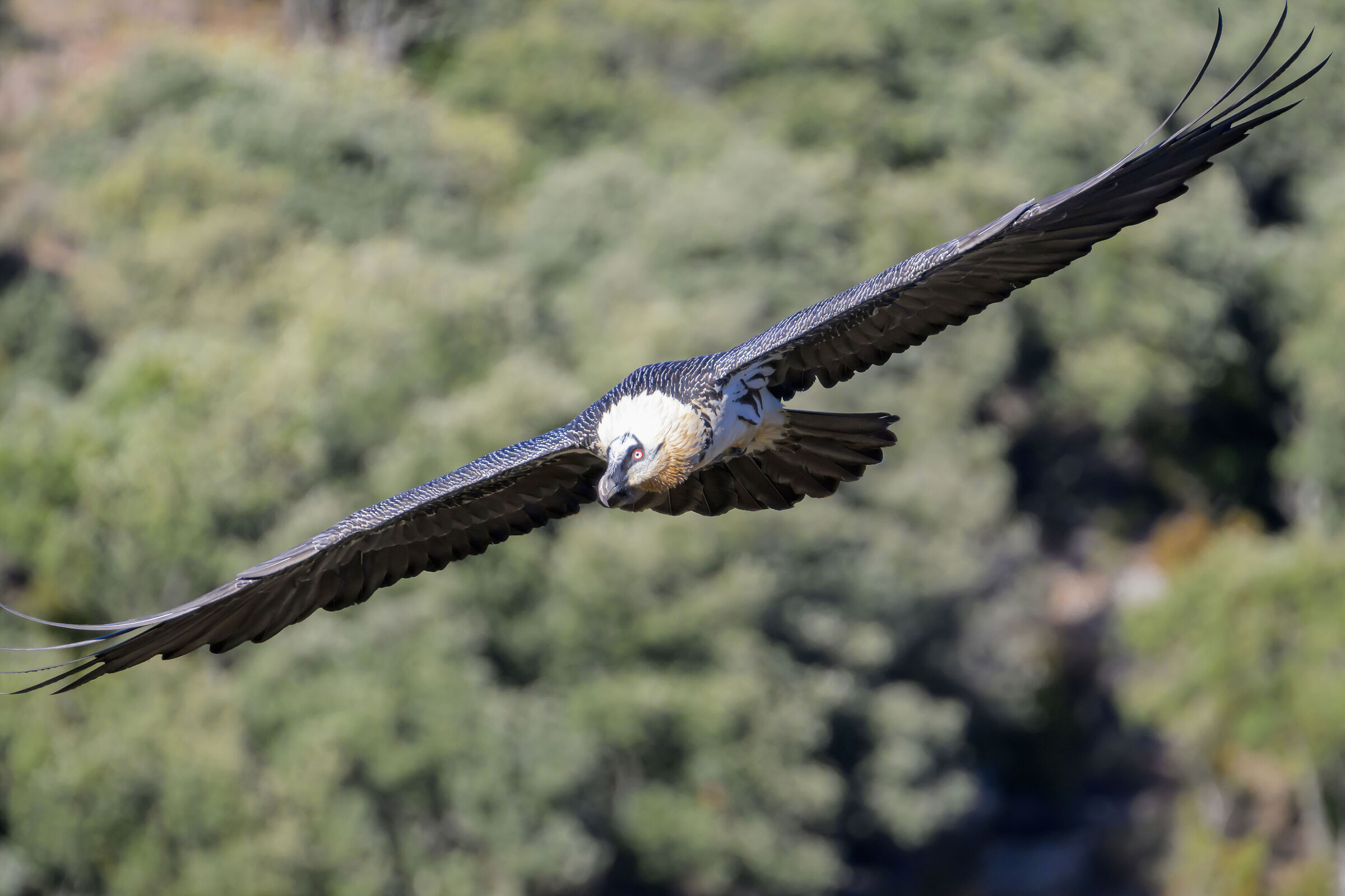 Bearded vulture