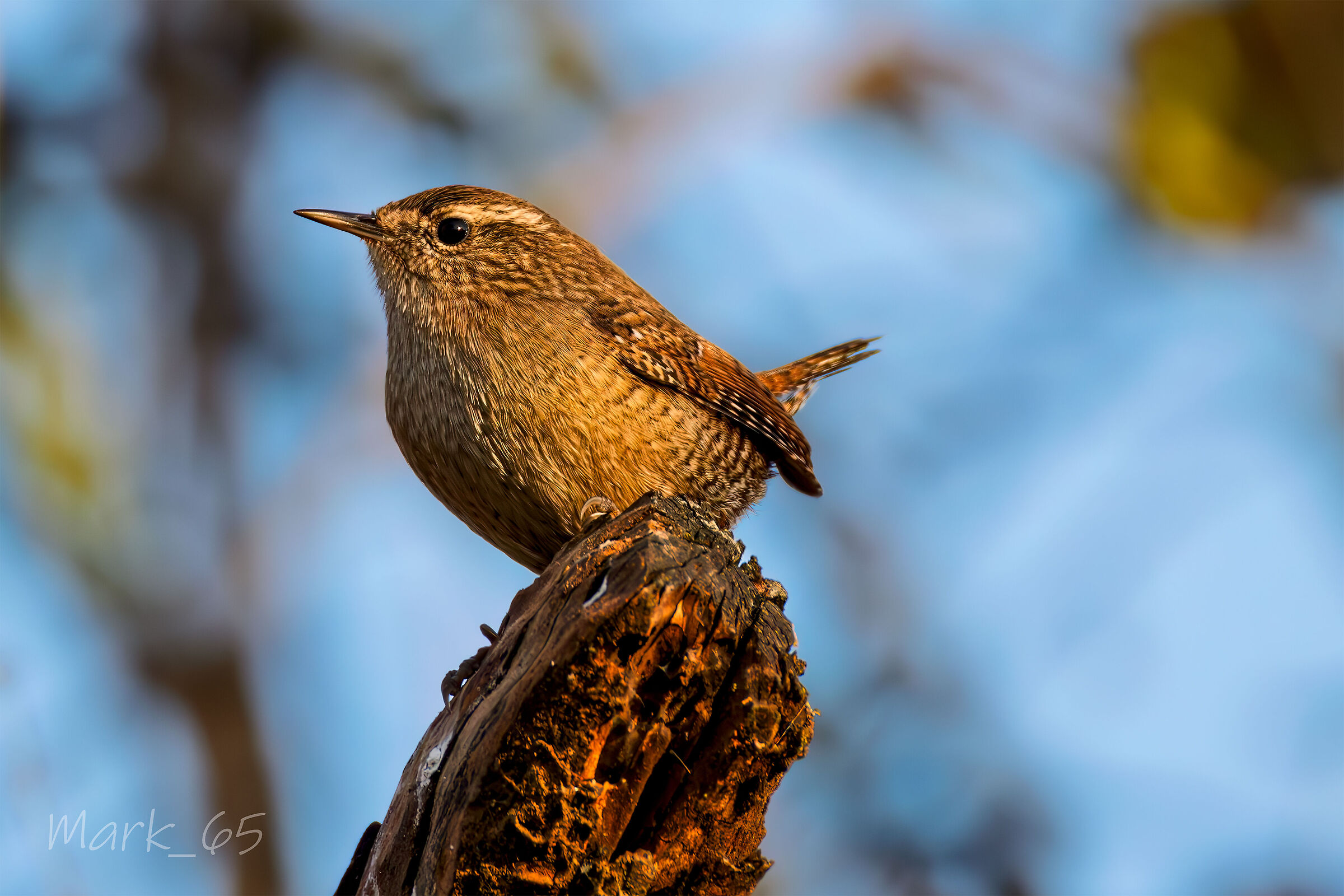 wren... at nightfall.