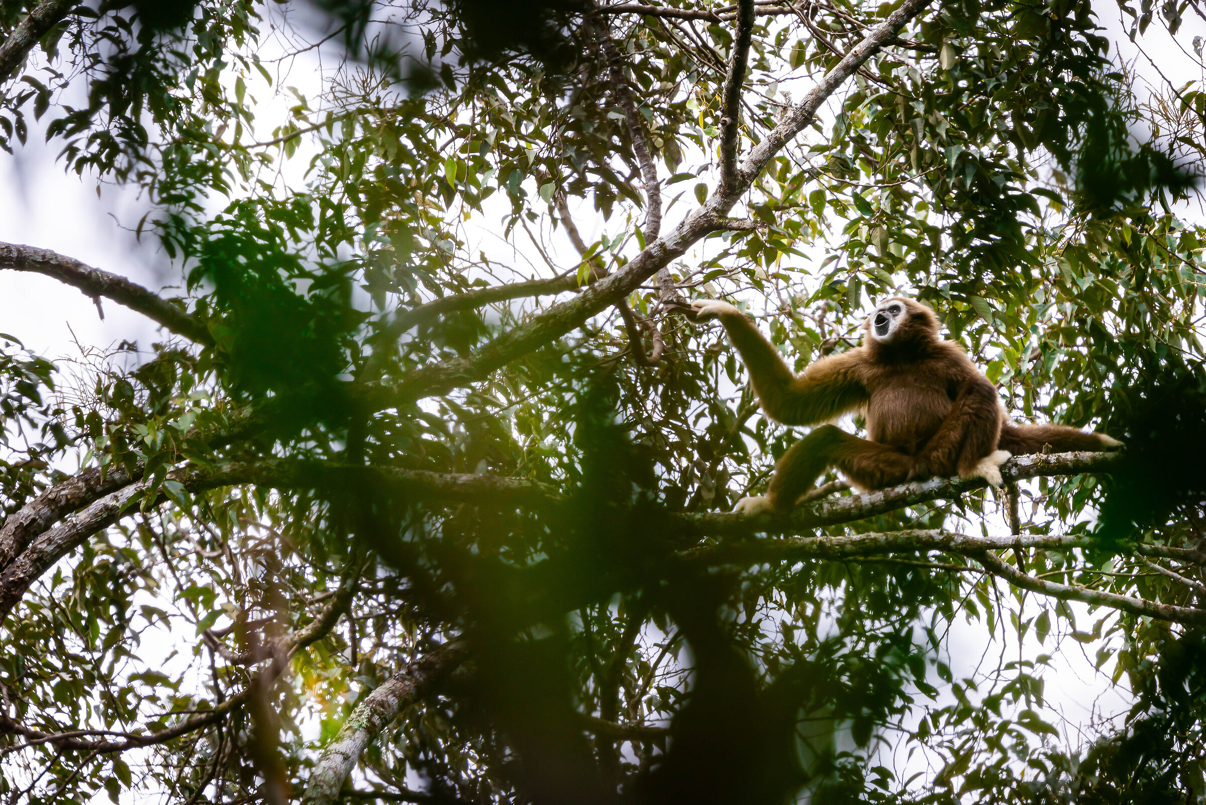 The Jungle Song - Hylobates lar