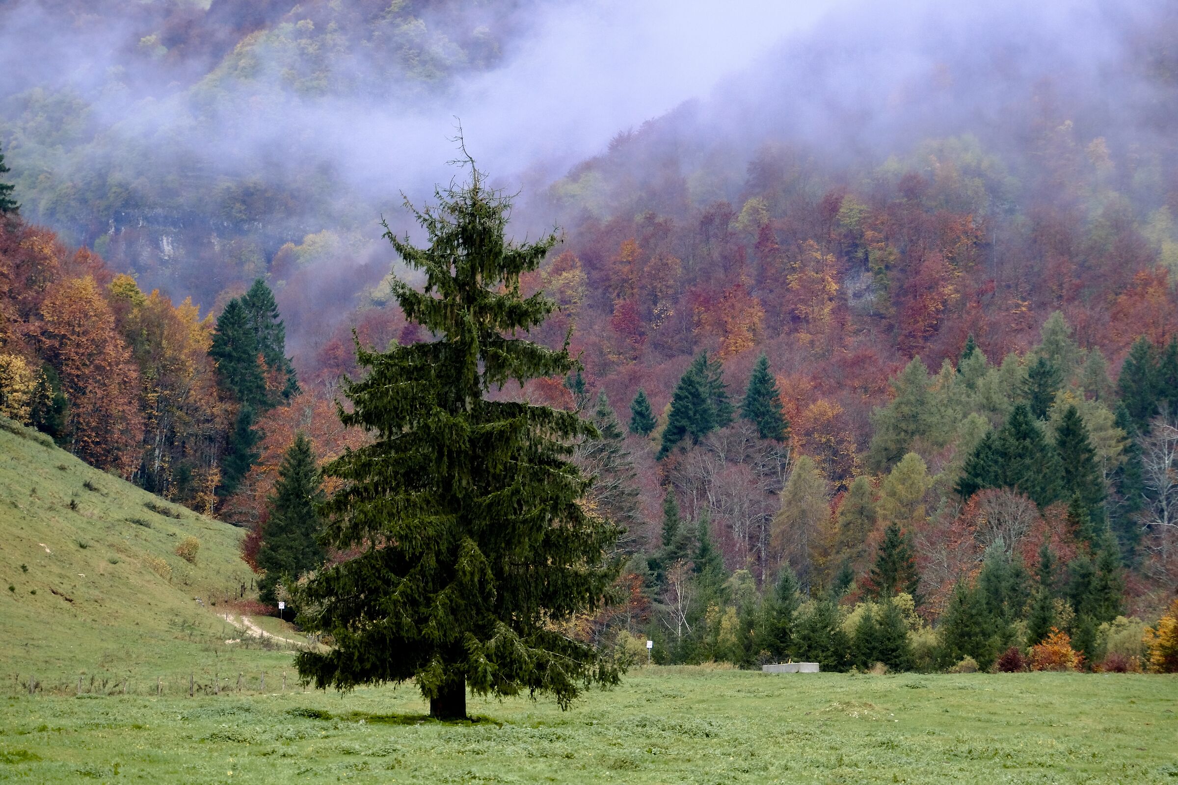 Fall 2024 - Tree