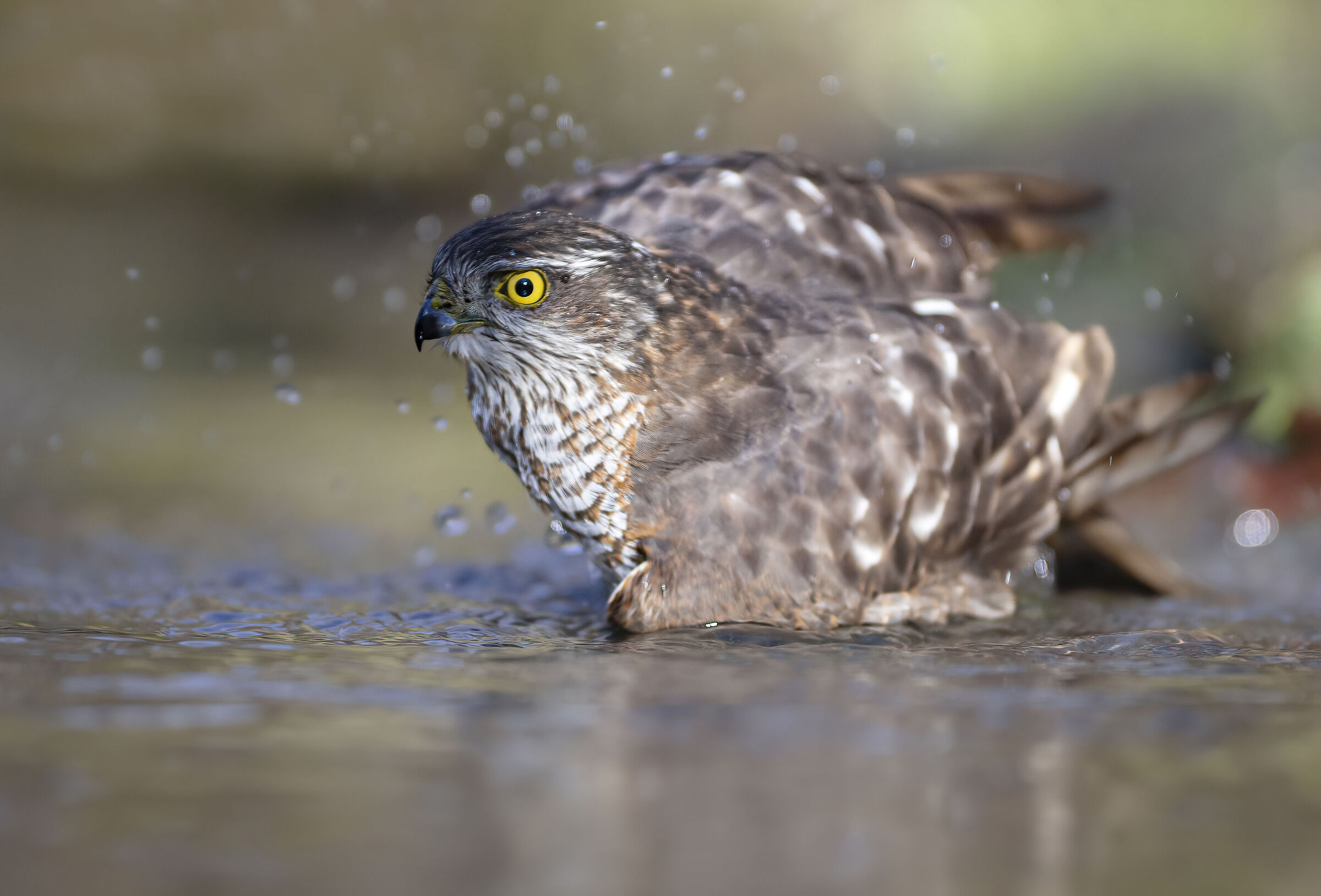 full action, sparviere 16 dicembre 2024