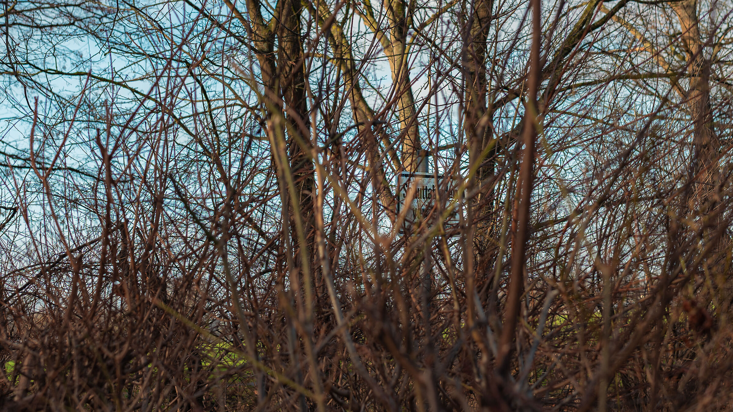 Signal between branches