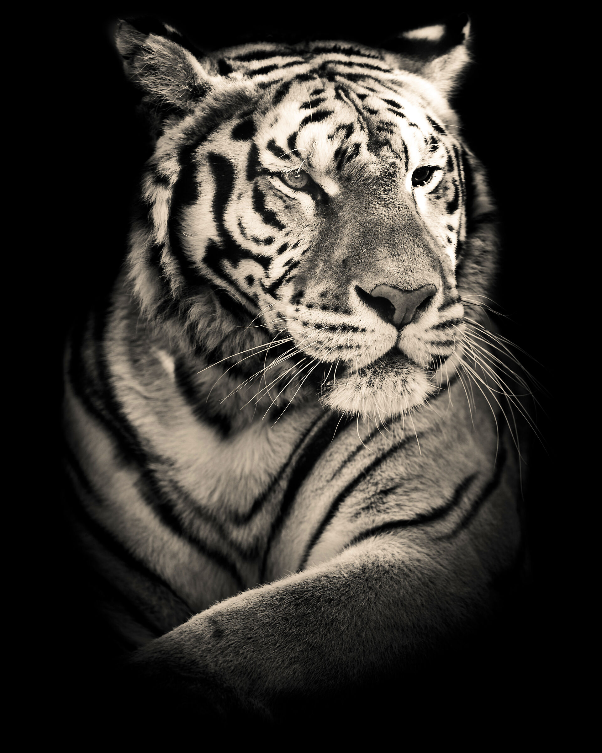 Tiger Portrait