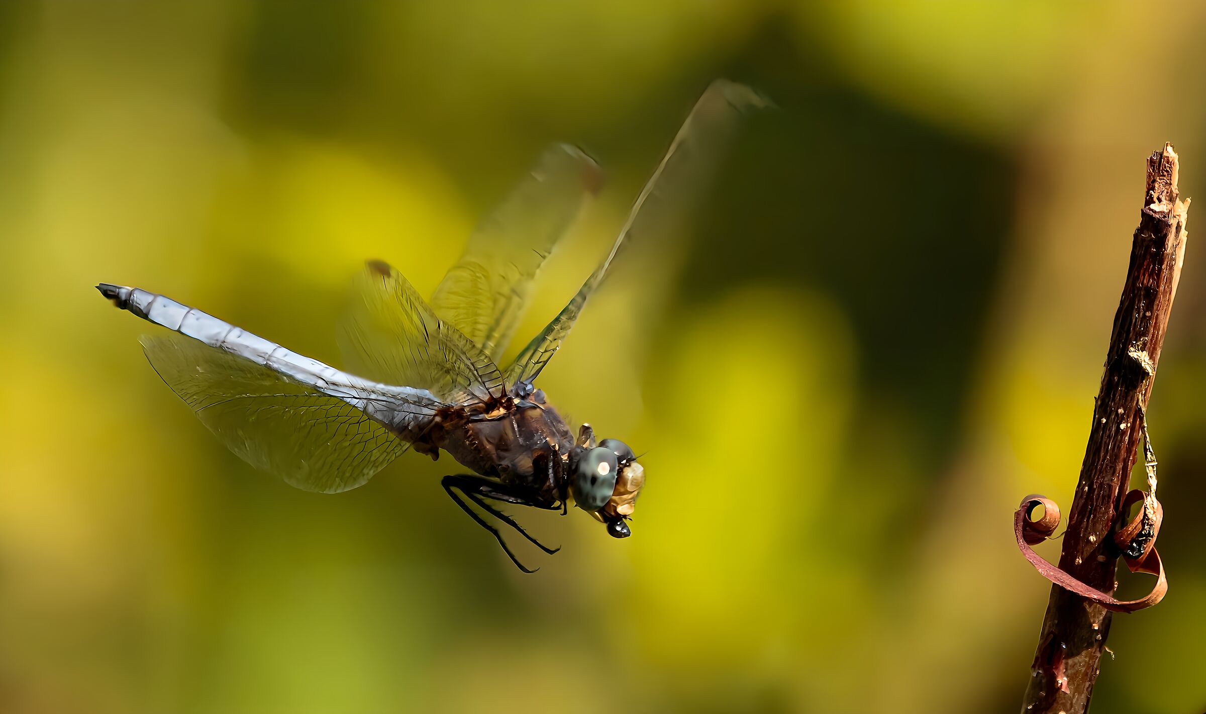 Libellula Frecciazzurra Oasi Lipu Cesano M. 9/07/2024