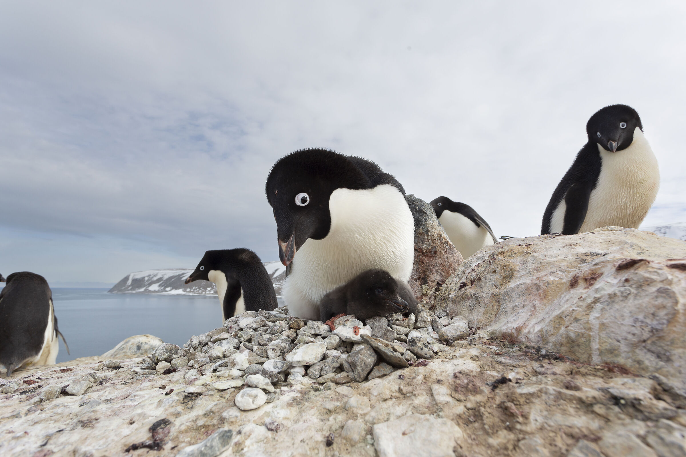 Adélie penguins with offspring