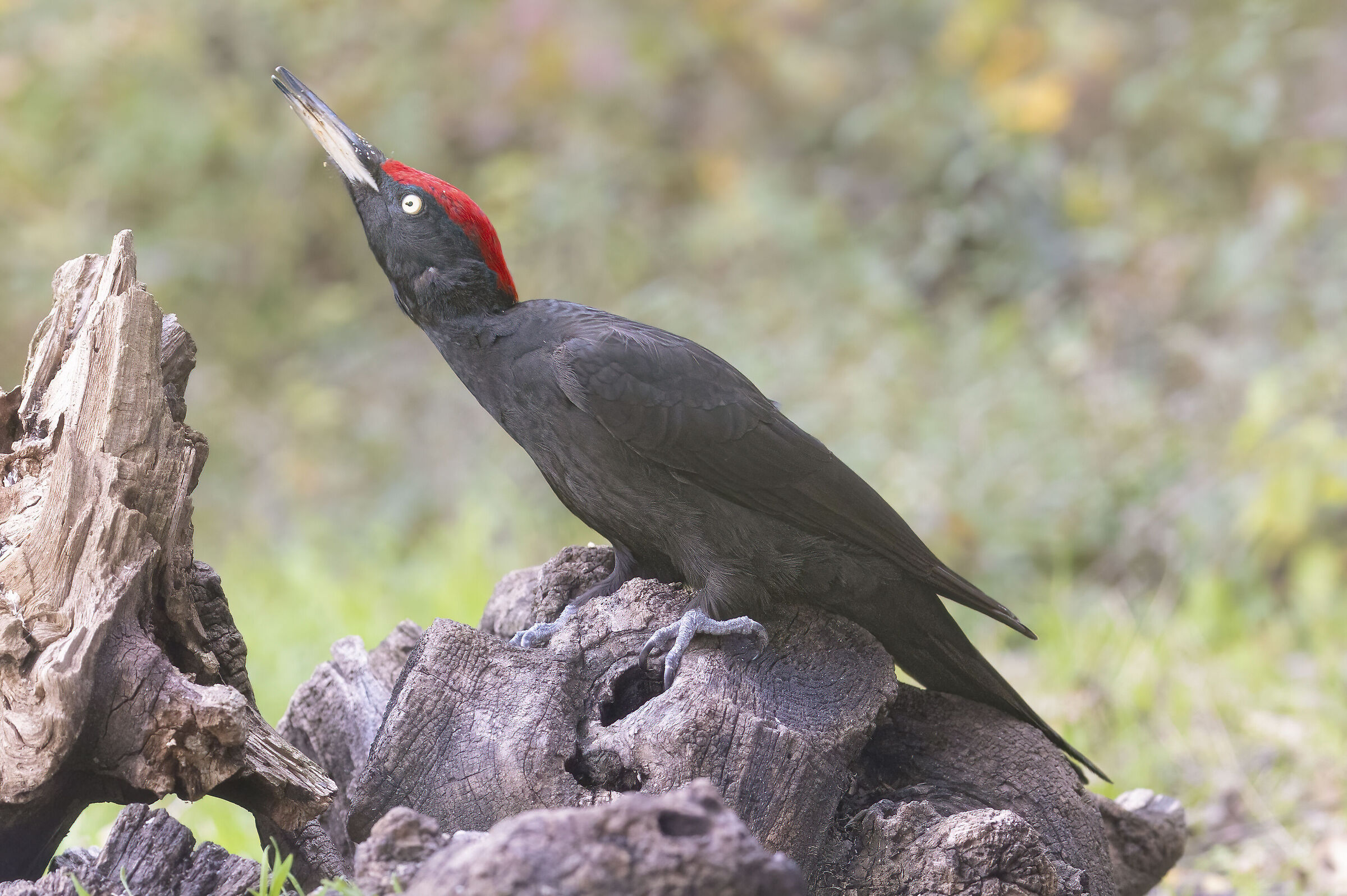 picchio nero guardingo