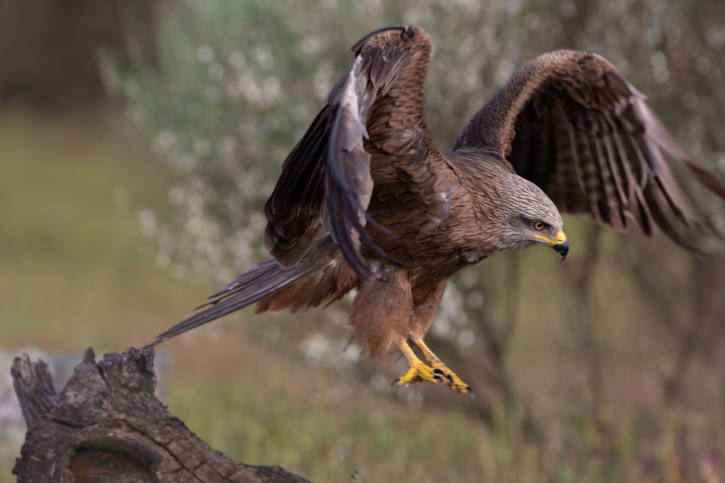 Black kite