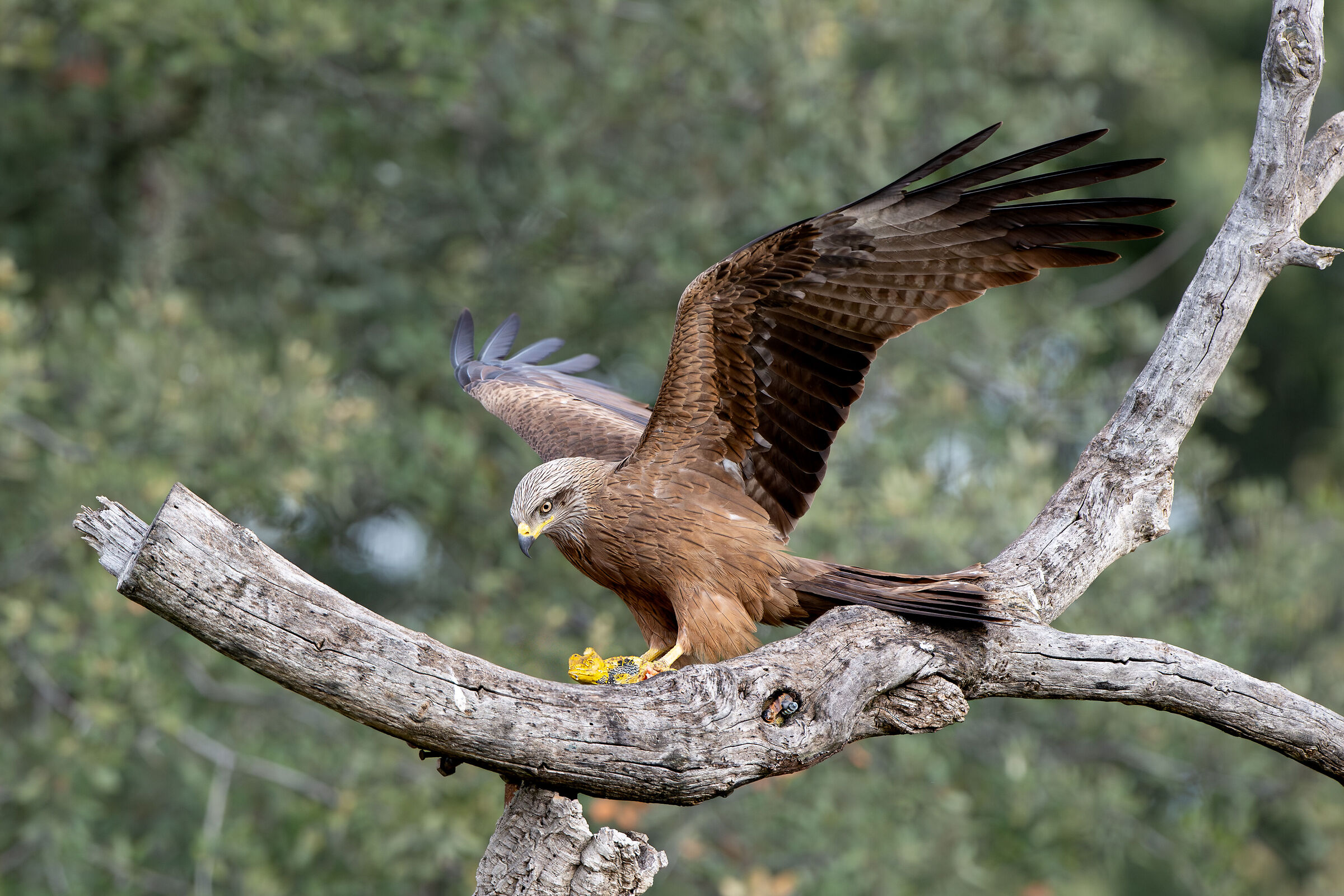 Black kite