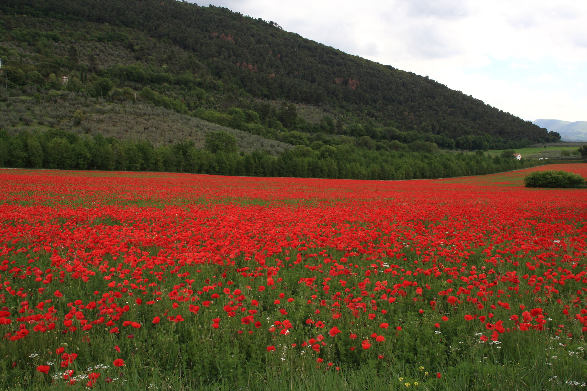 Papaveri