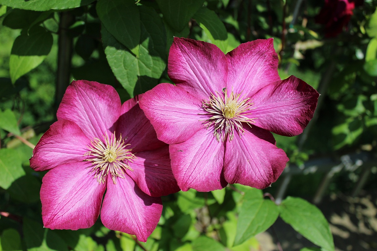 Clematis in my garden