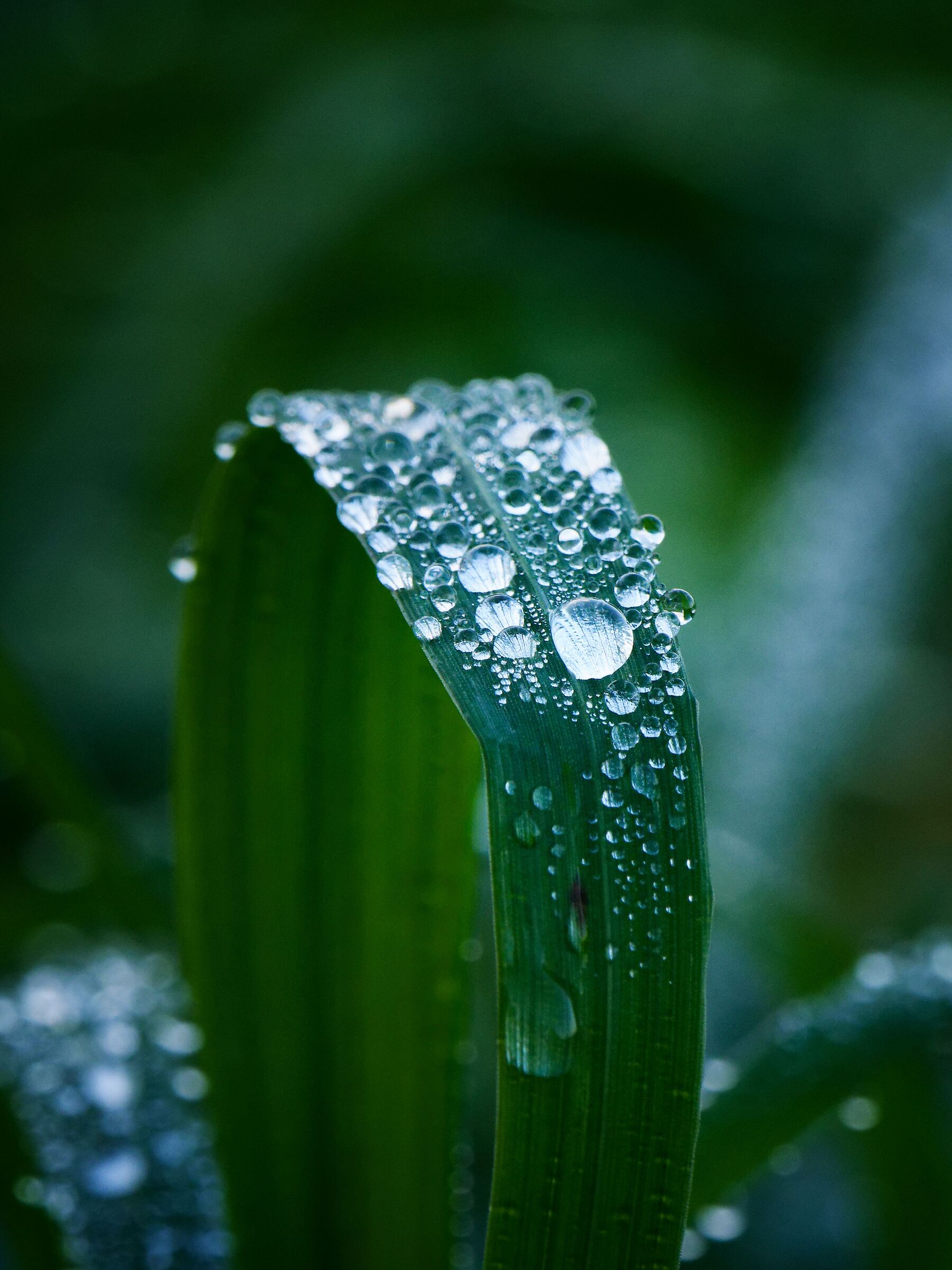 Drops
