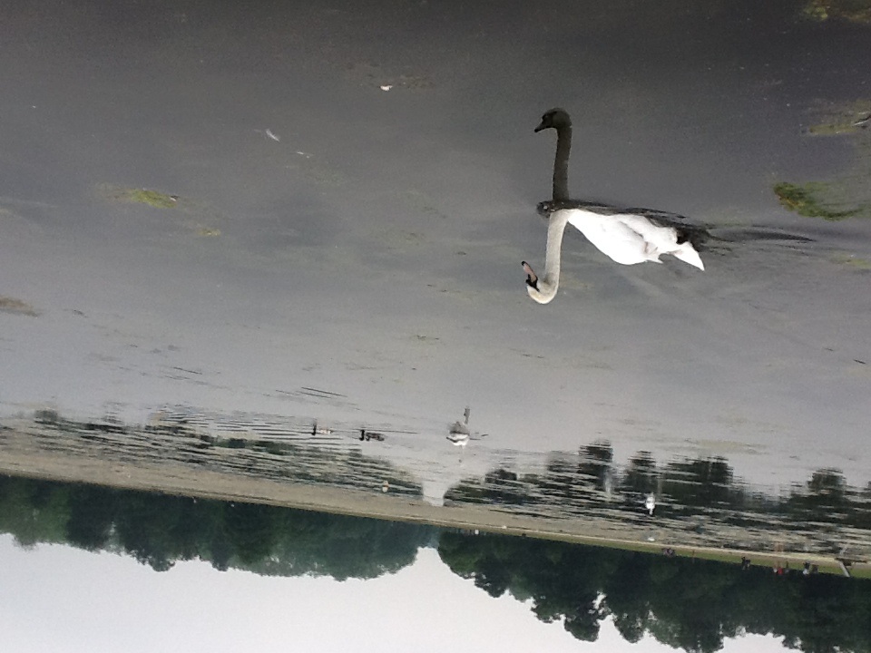 Swan in Kensington garden. London