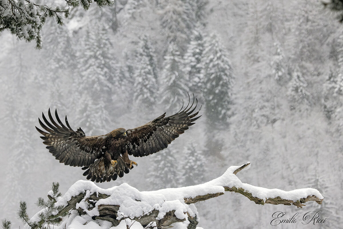 Golden Eagle Italian Alps