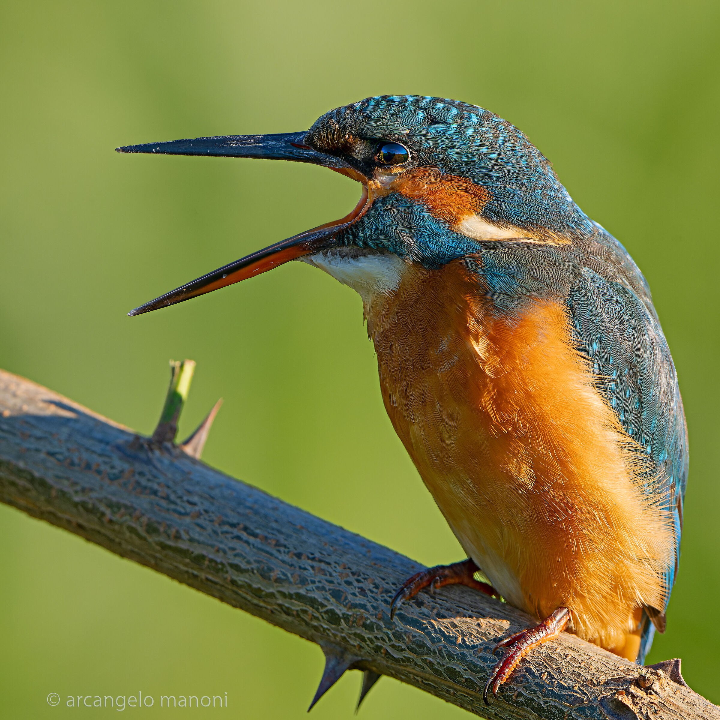 The moment before expelling the wad