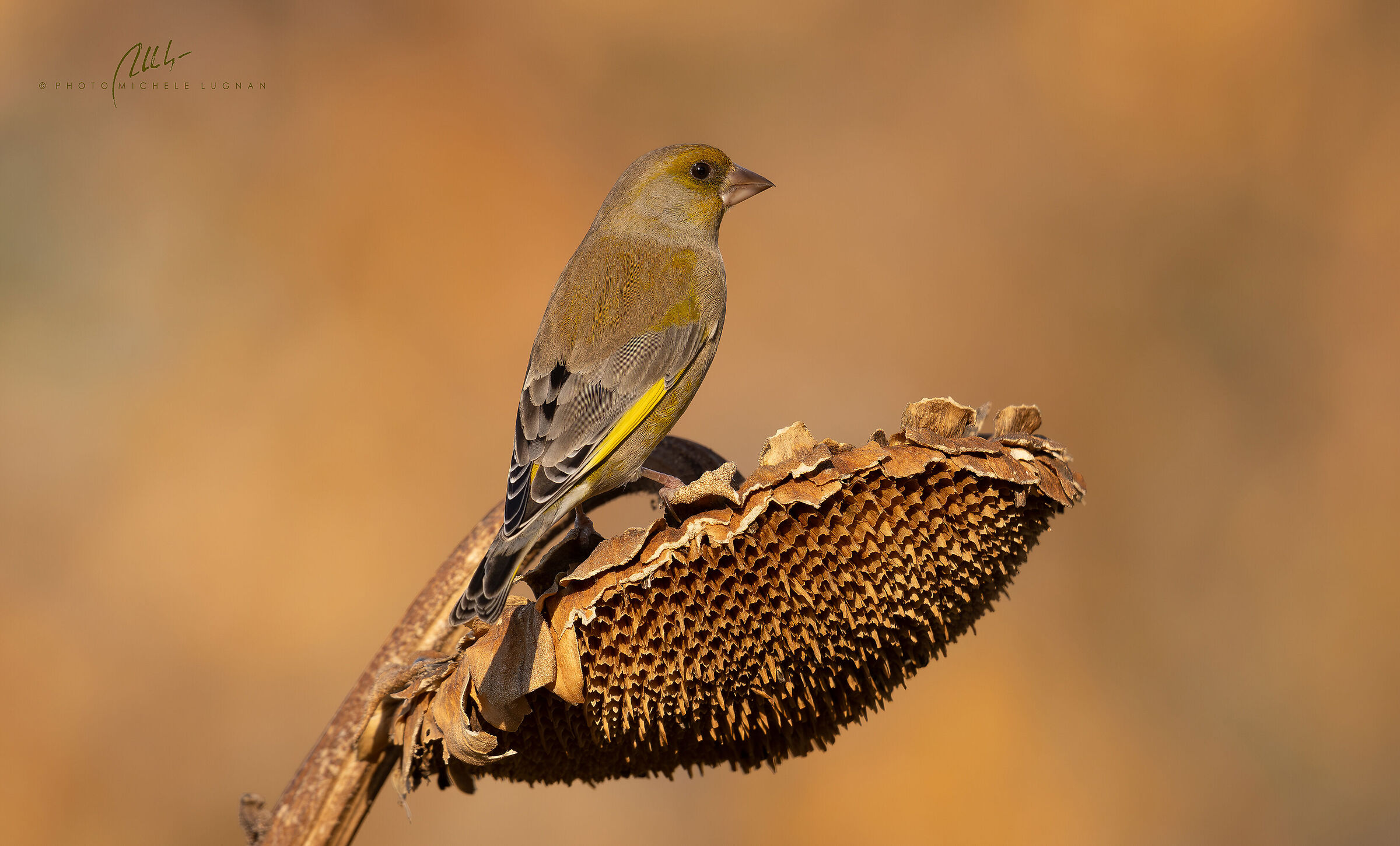 greenfinch