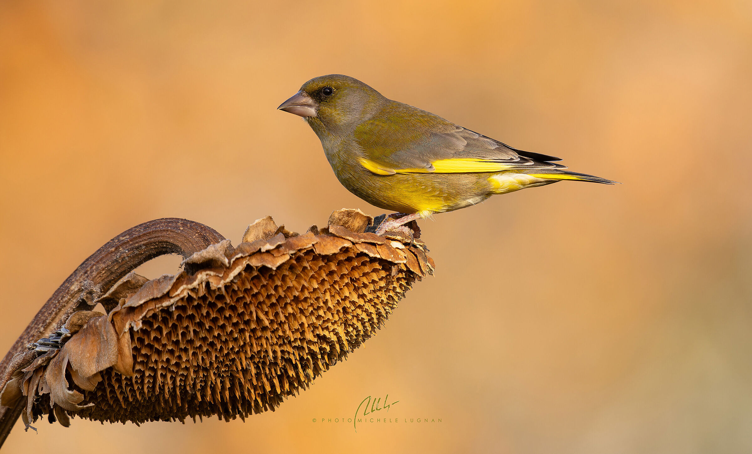 greenfinch