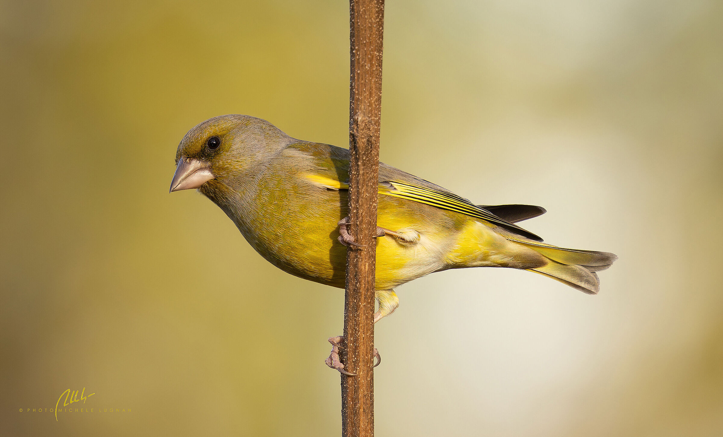 greenfinch