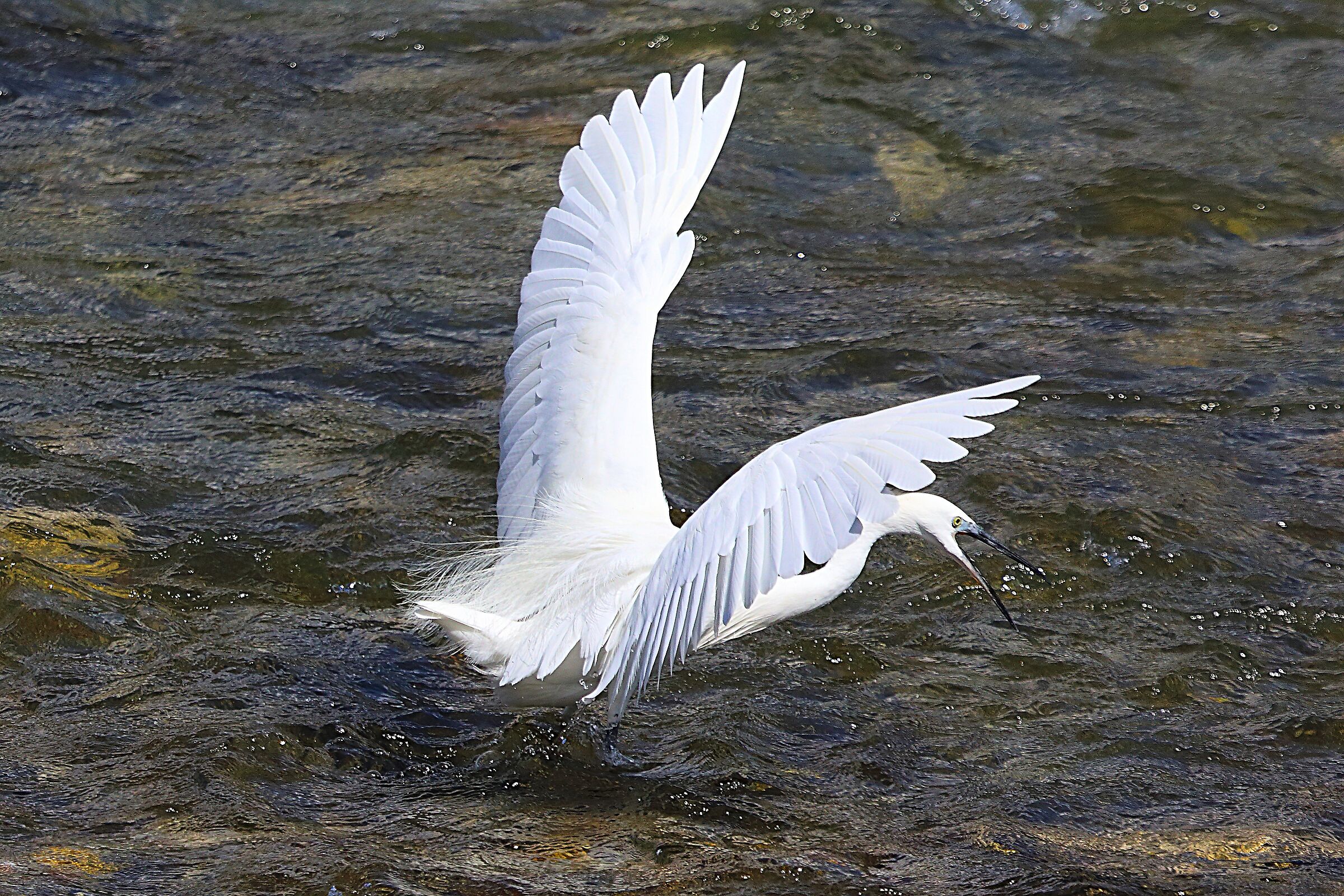 Garzetta 07 settembre 2024 - 0076