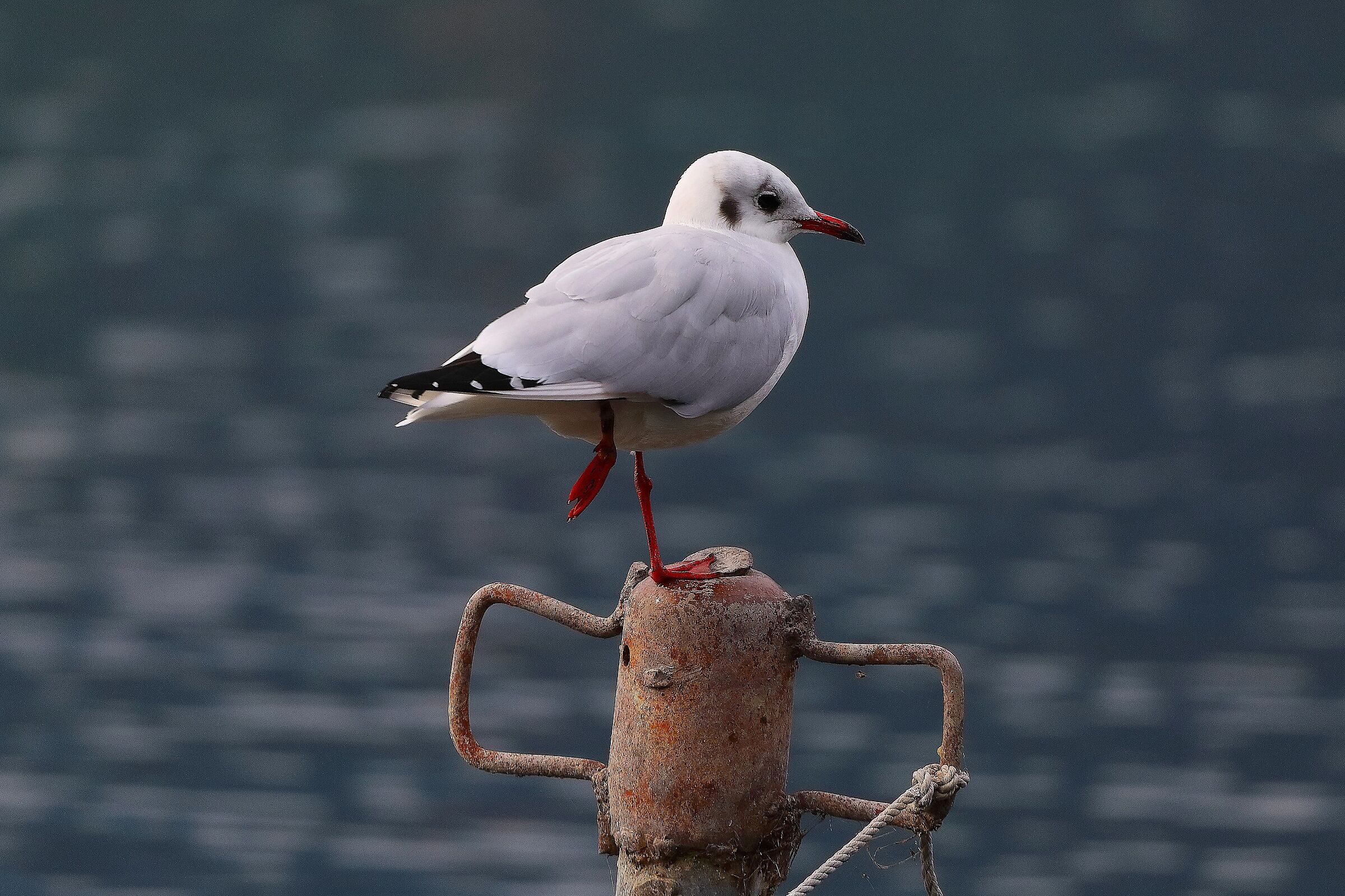Gabbiano C 06 ottobre 2024 - 0106