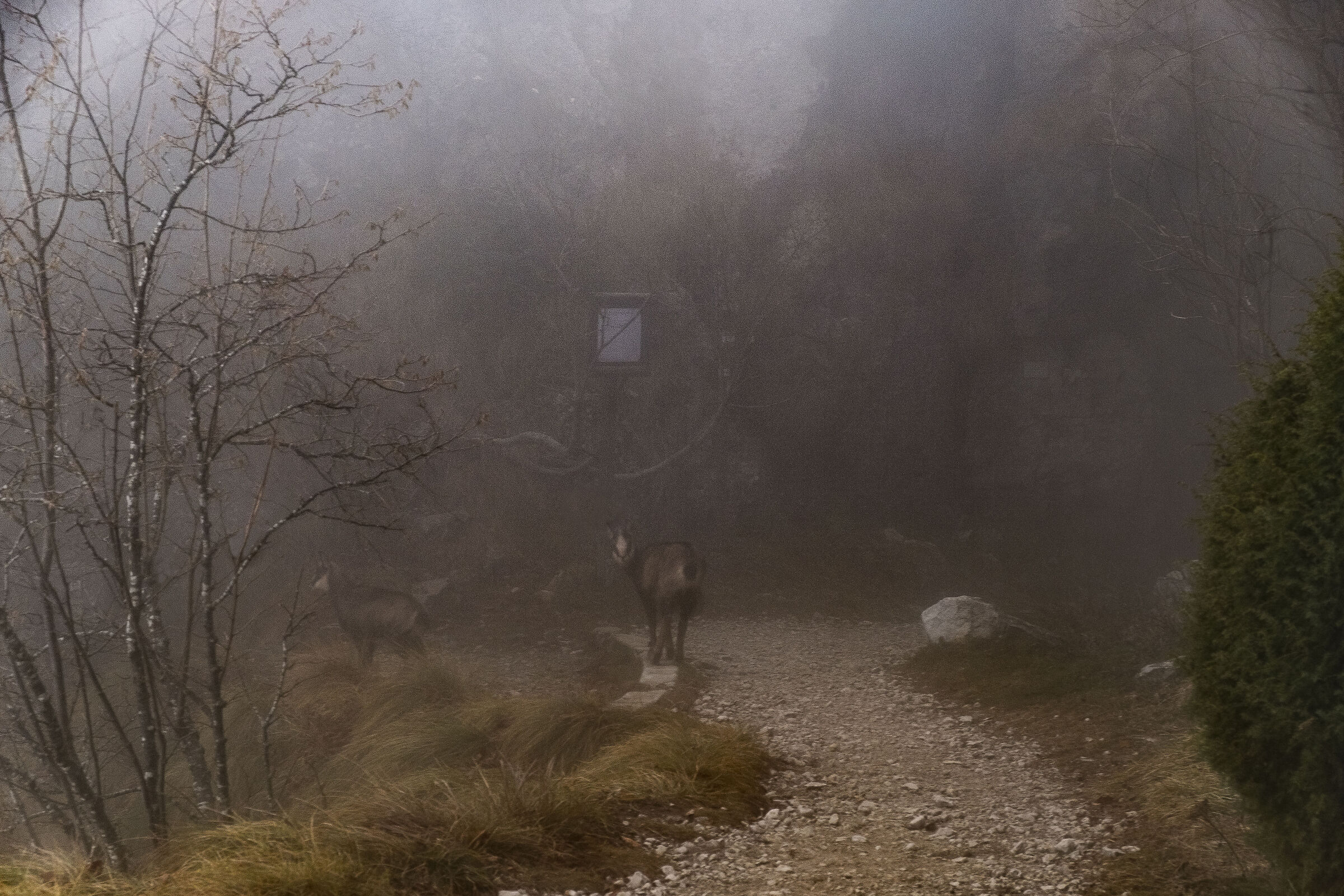 Monte Grappa nella nebbia delle nuvole con camosci