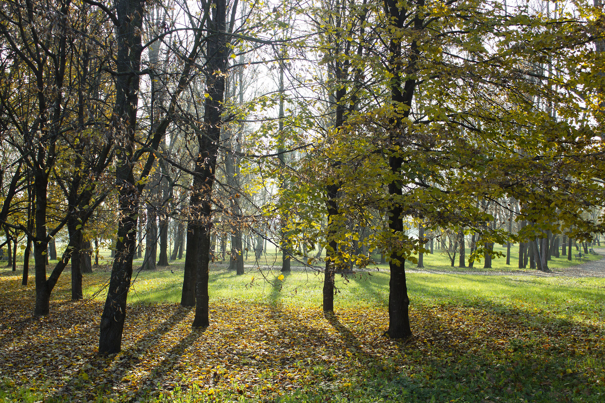 Autumn at the park