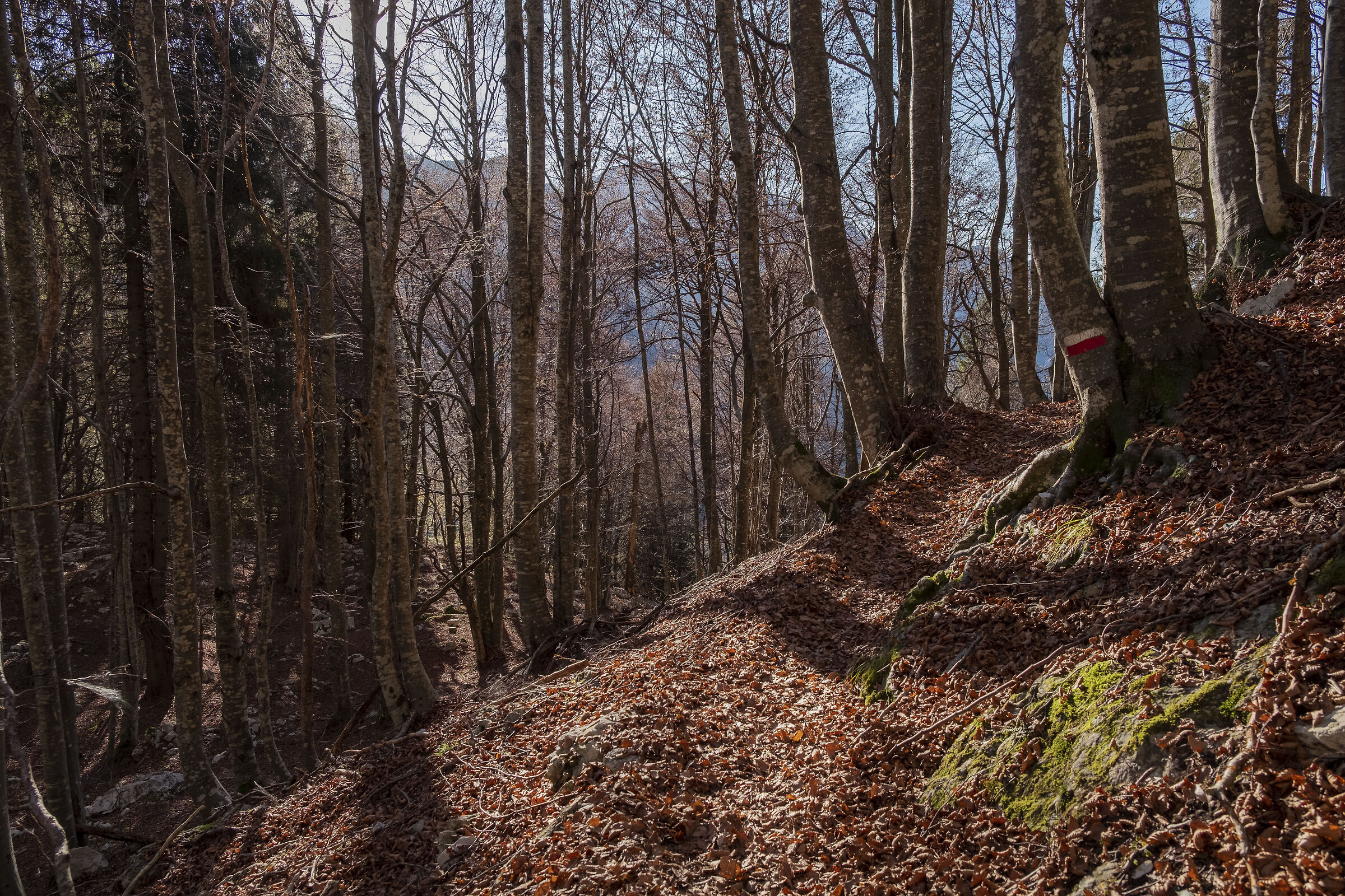 Nel Bosco