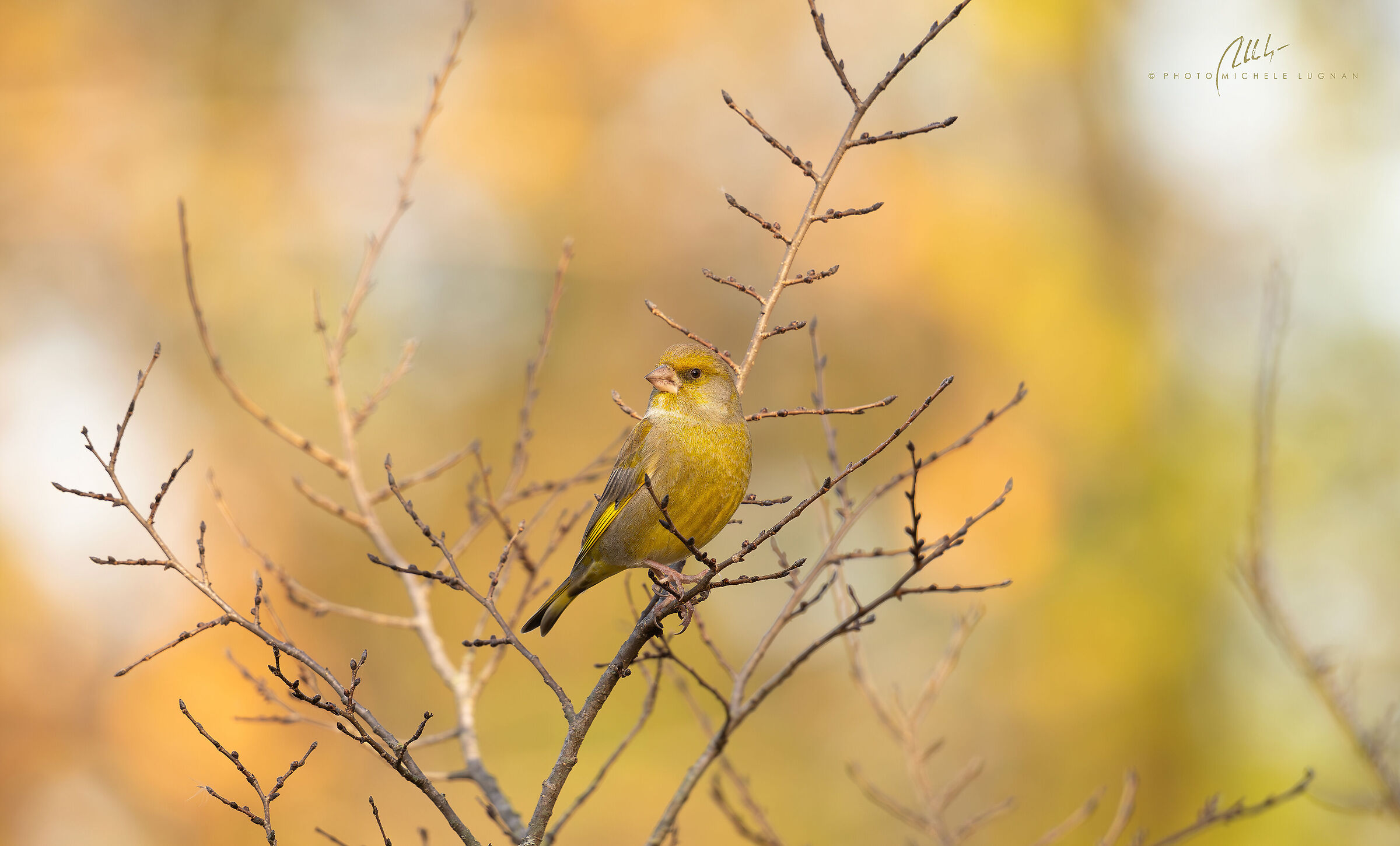 greenfinch