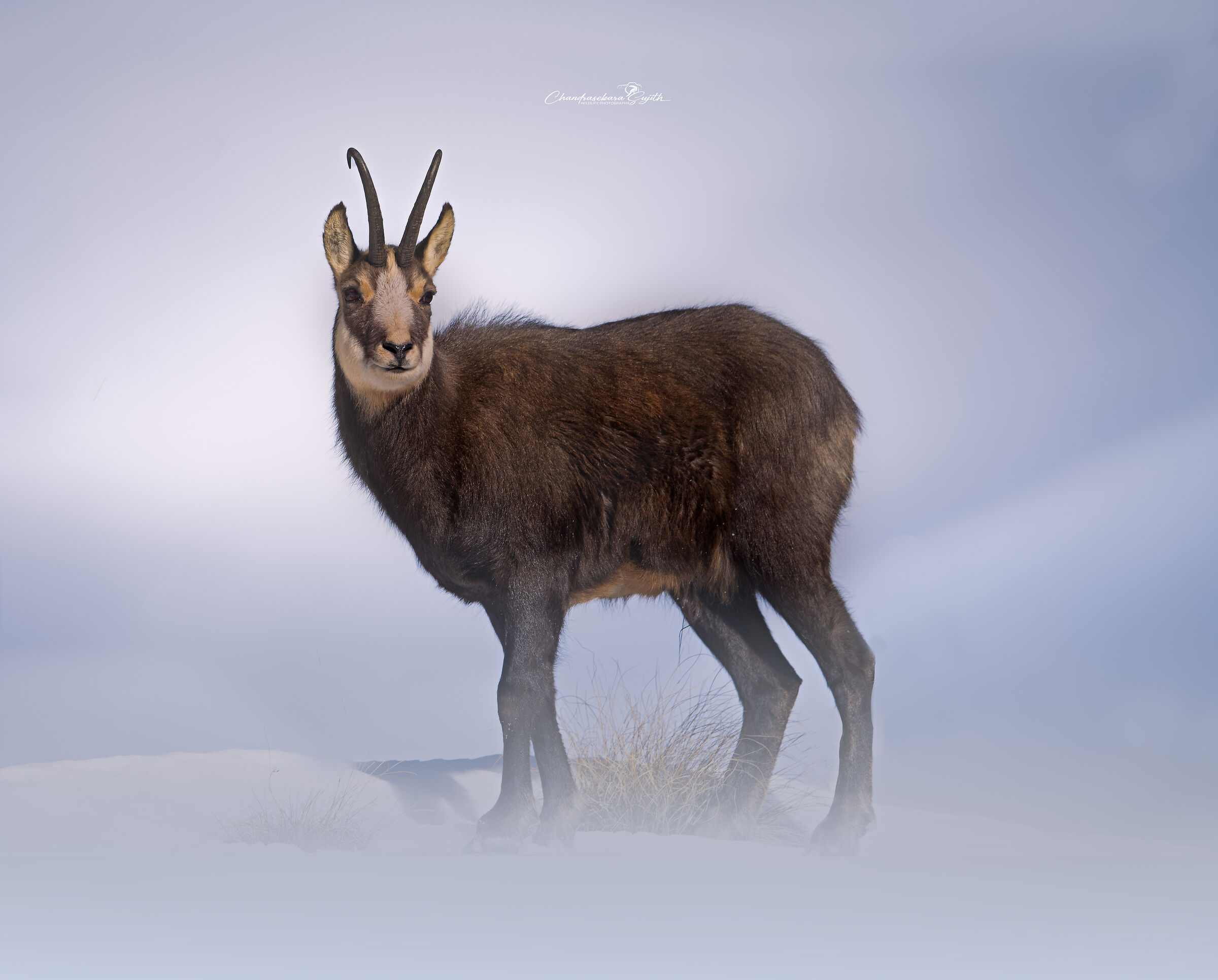 chamois