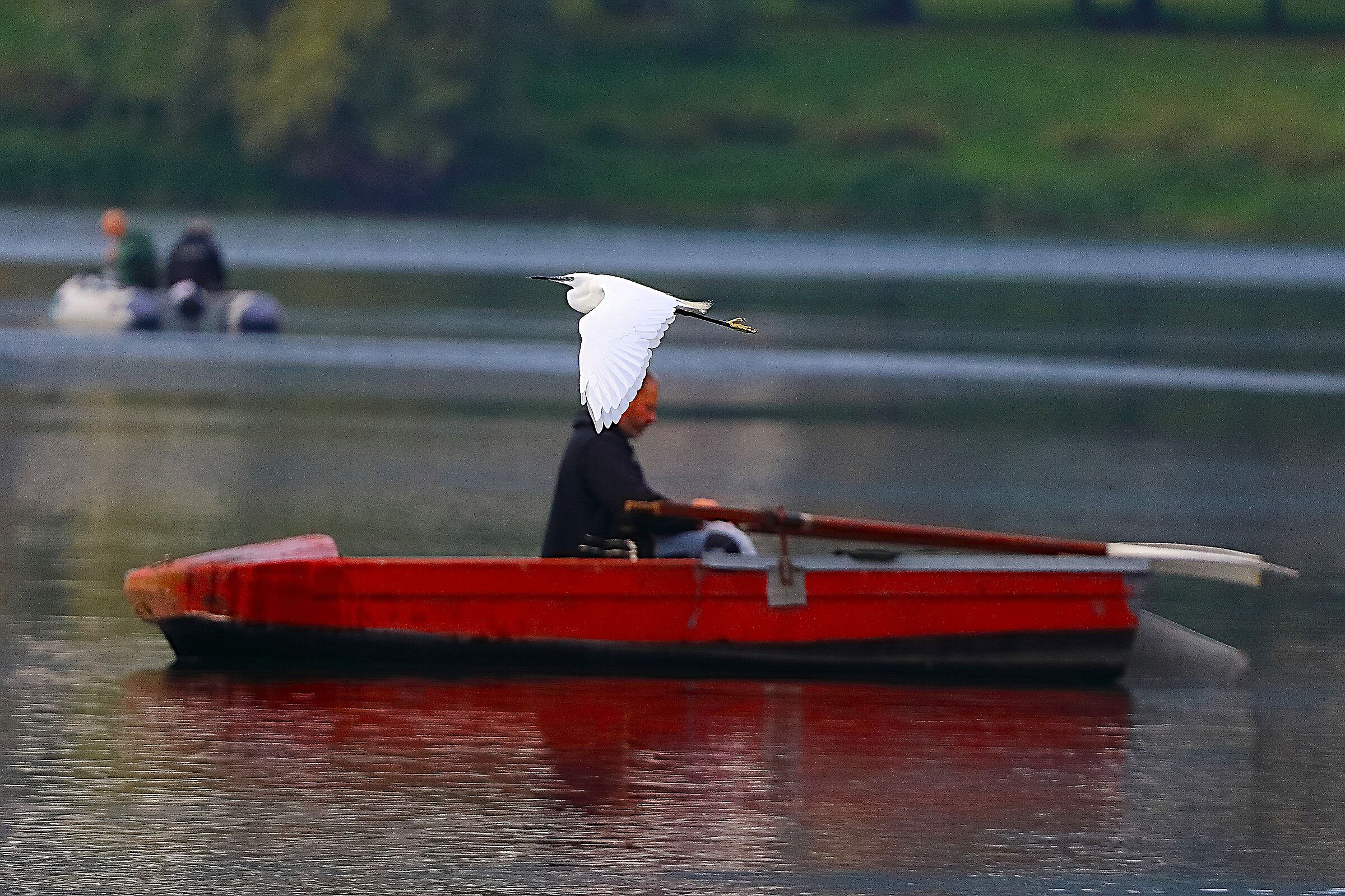 Garzetta 06 ottobre 2024 - 0110