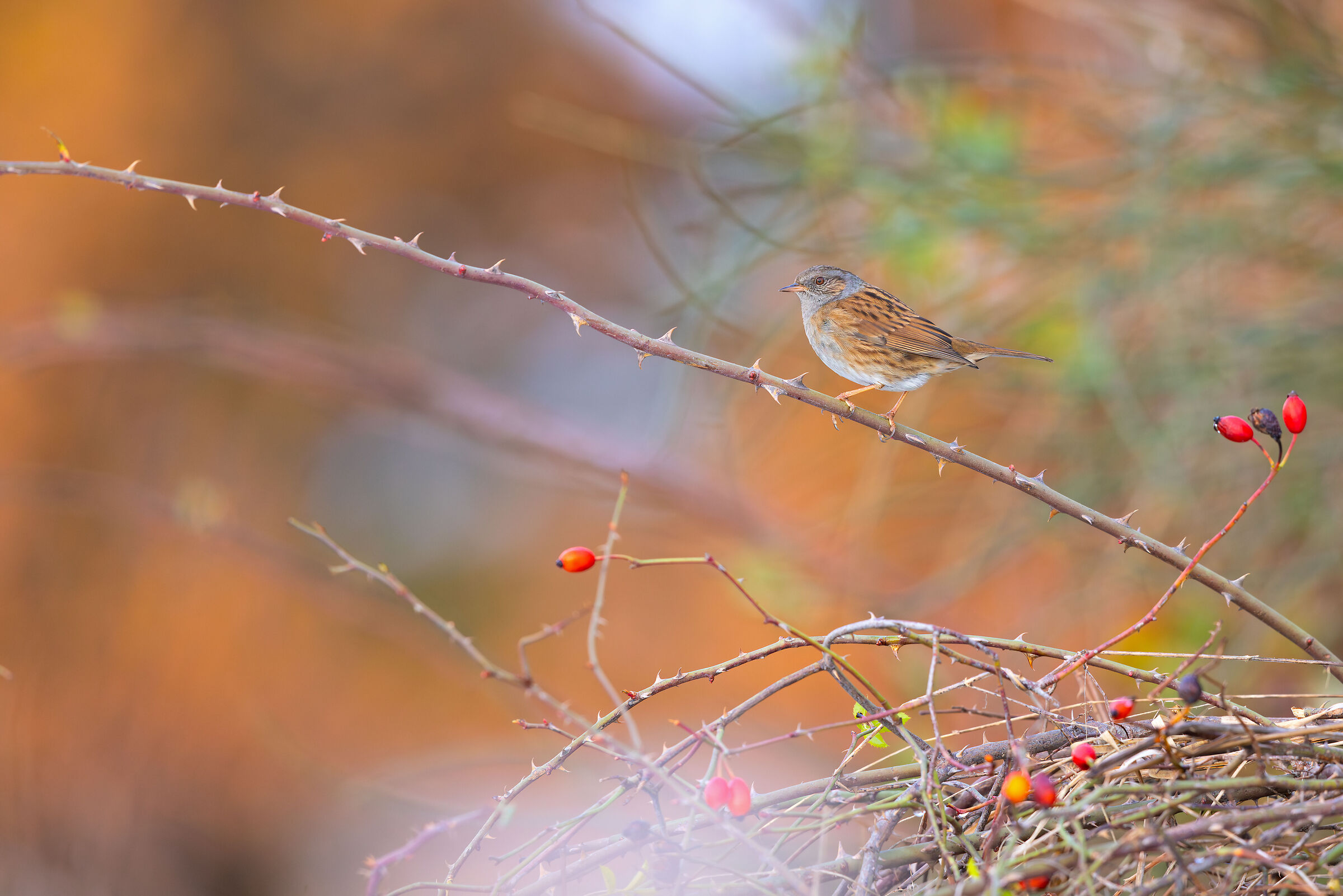 Passera scopaiola... al naturale