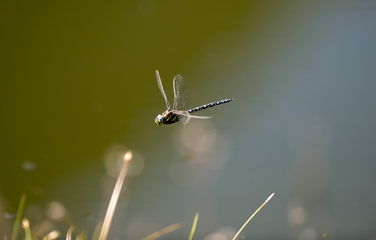 dragonfly