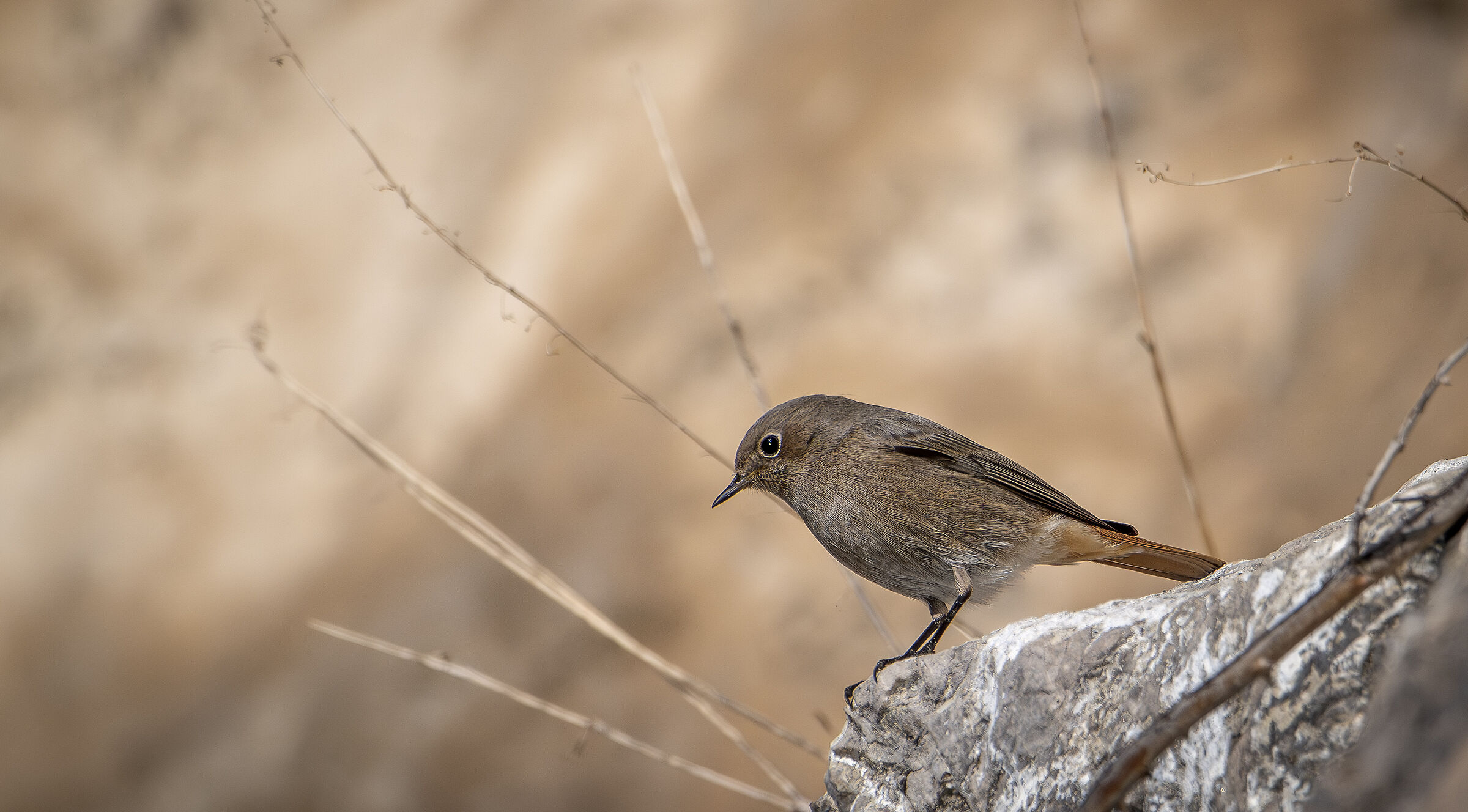 Black redstart