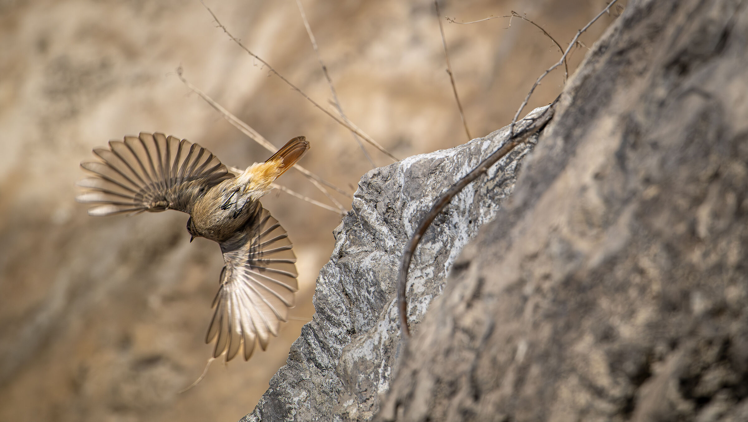 Black redstart
