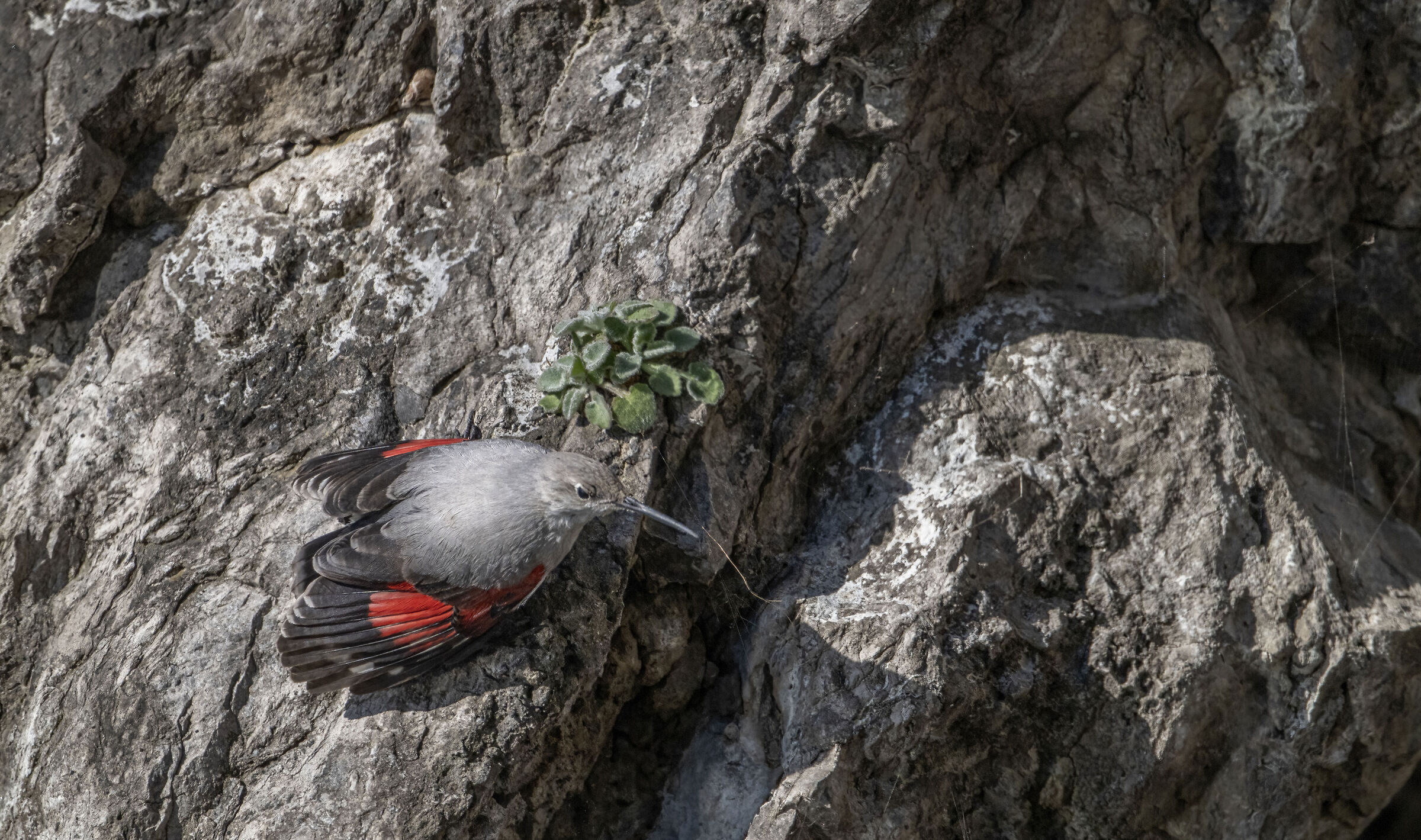 Wallcreeper