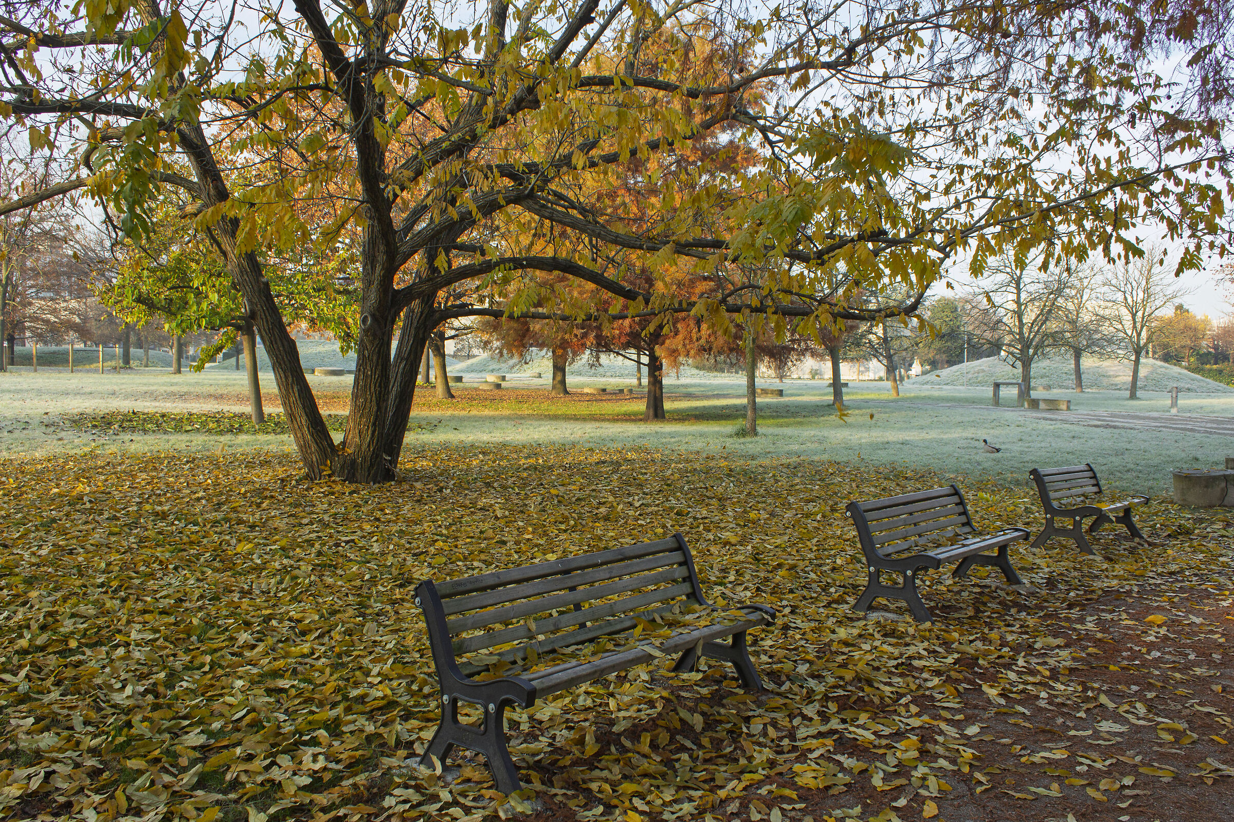 Autumn at the park