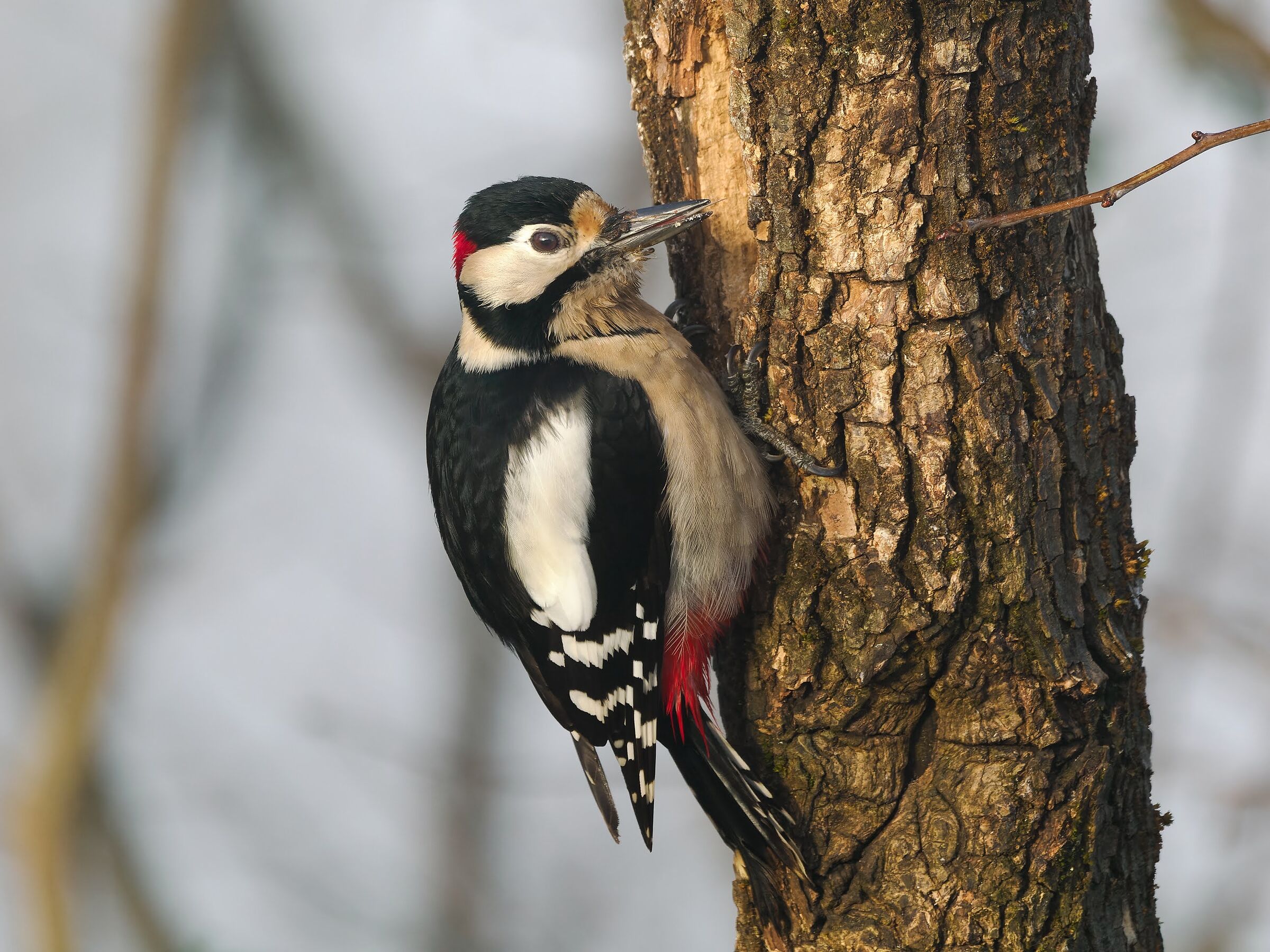 Great Spotted Woodpecker (m)