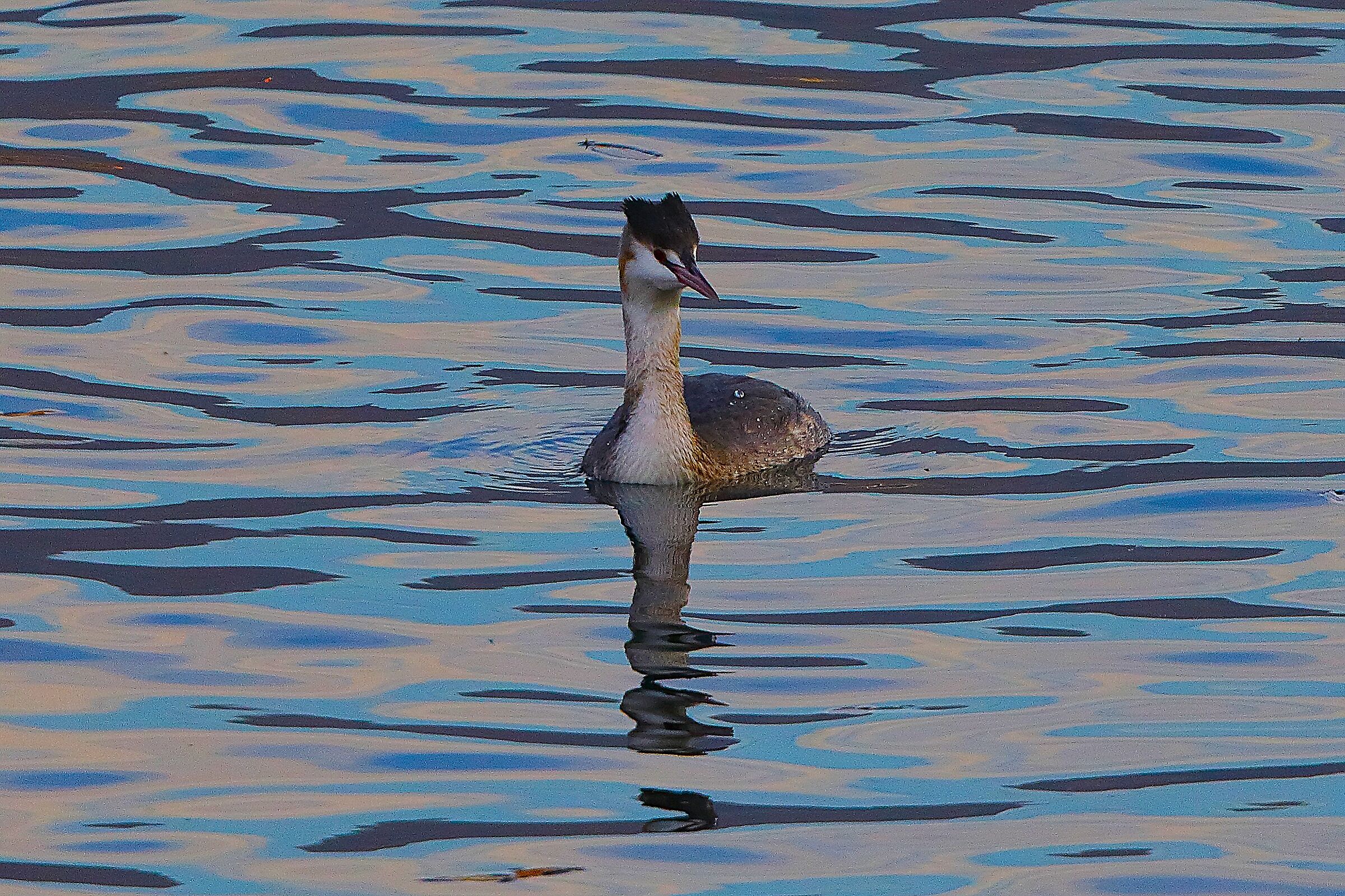 Svasso 03 dicembre 2024 - 0102