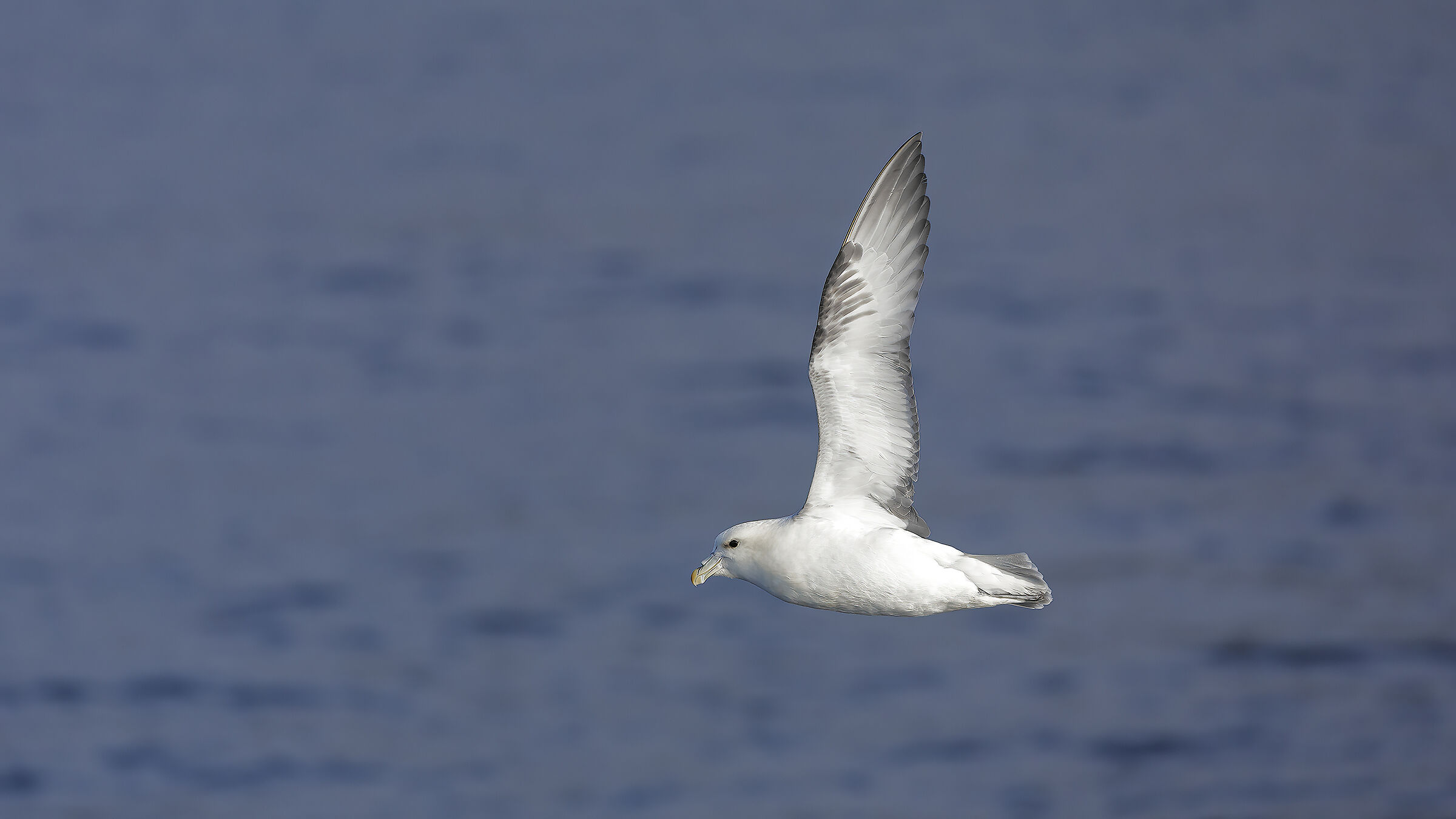 Fulmaro (Fulmarus glacialis)
