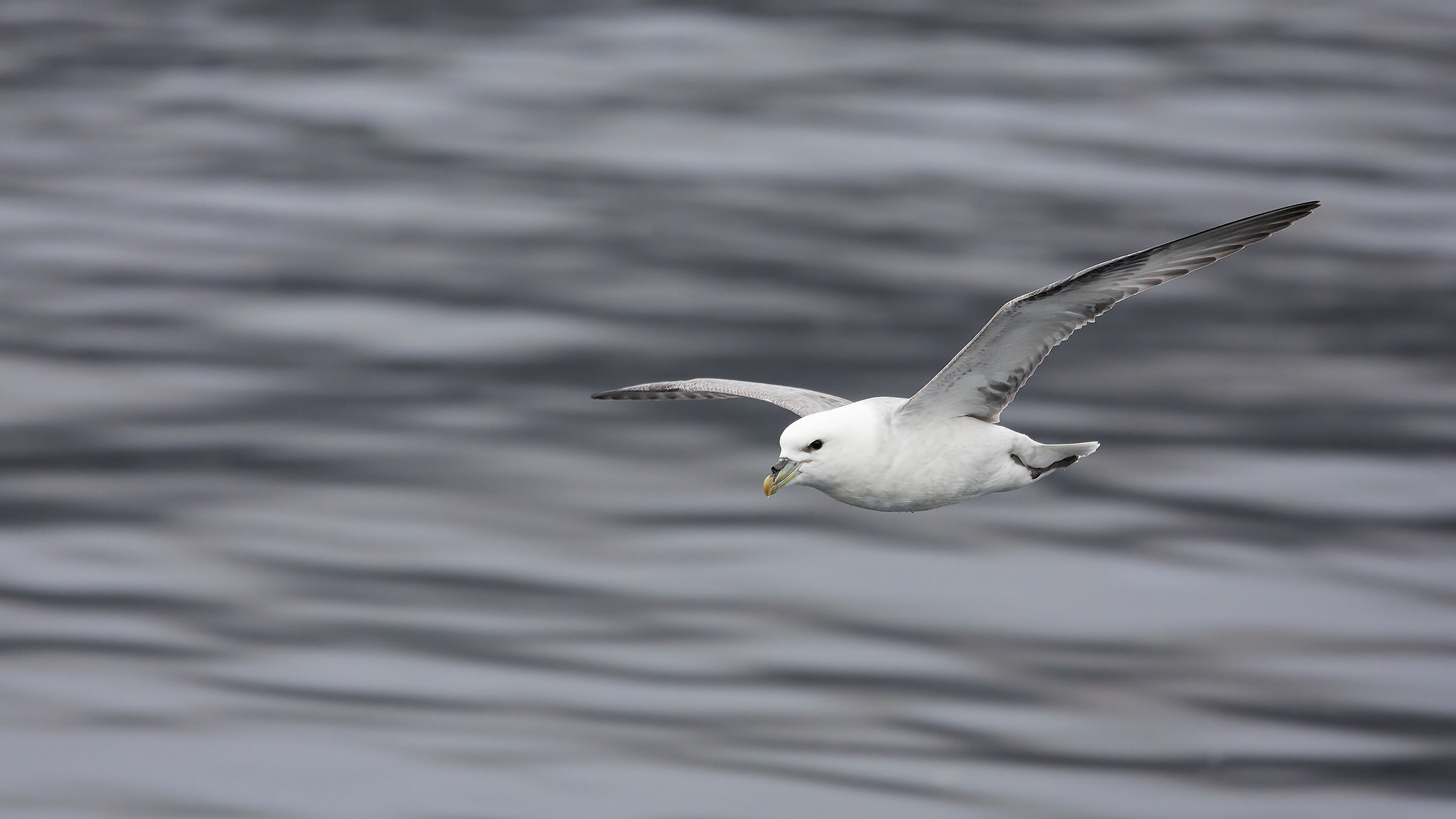 Fulmaro (Fulmarus glacialis)
