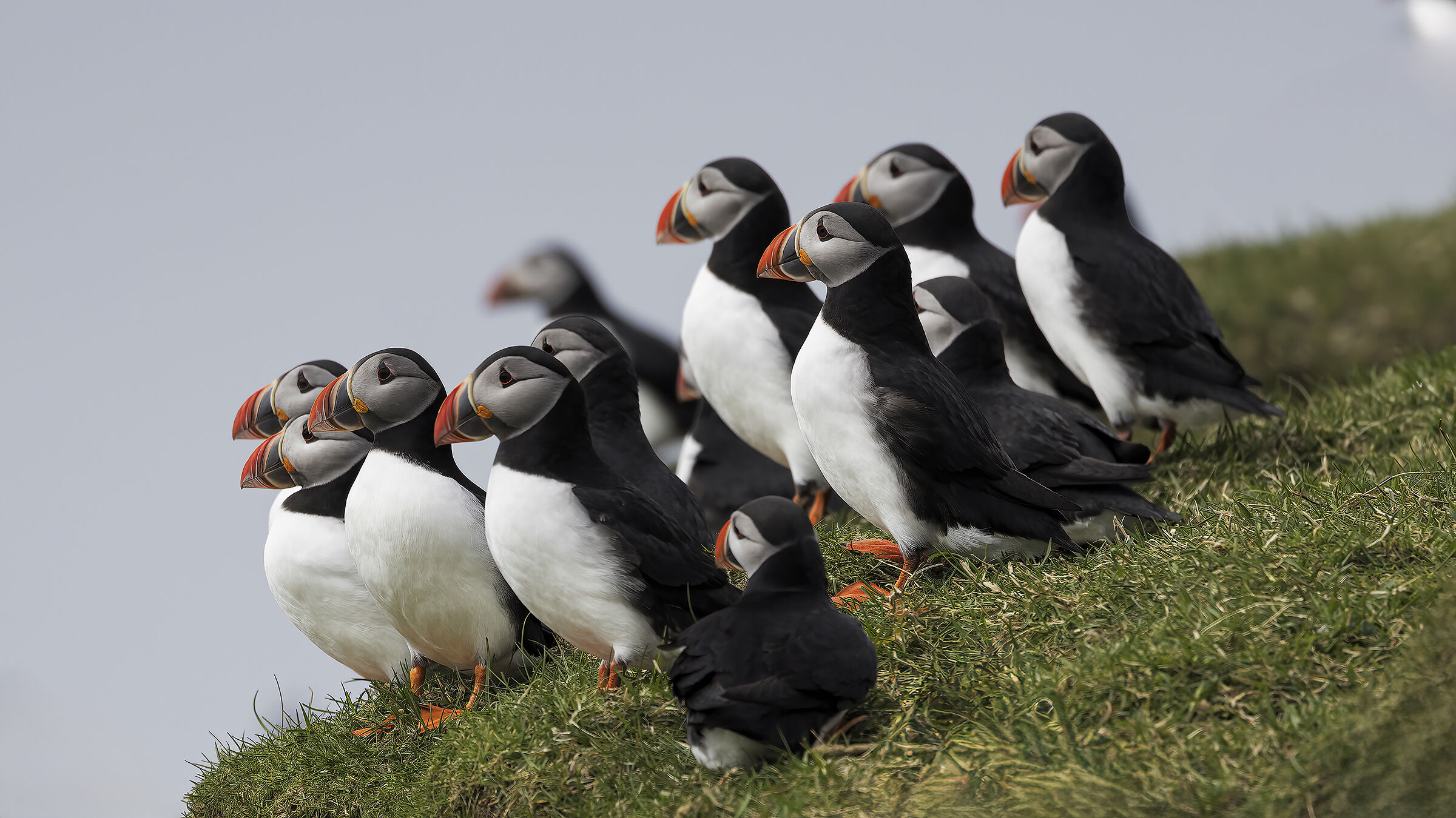 Colonia di Puffin, Isola di Mykines