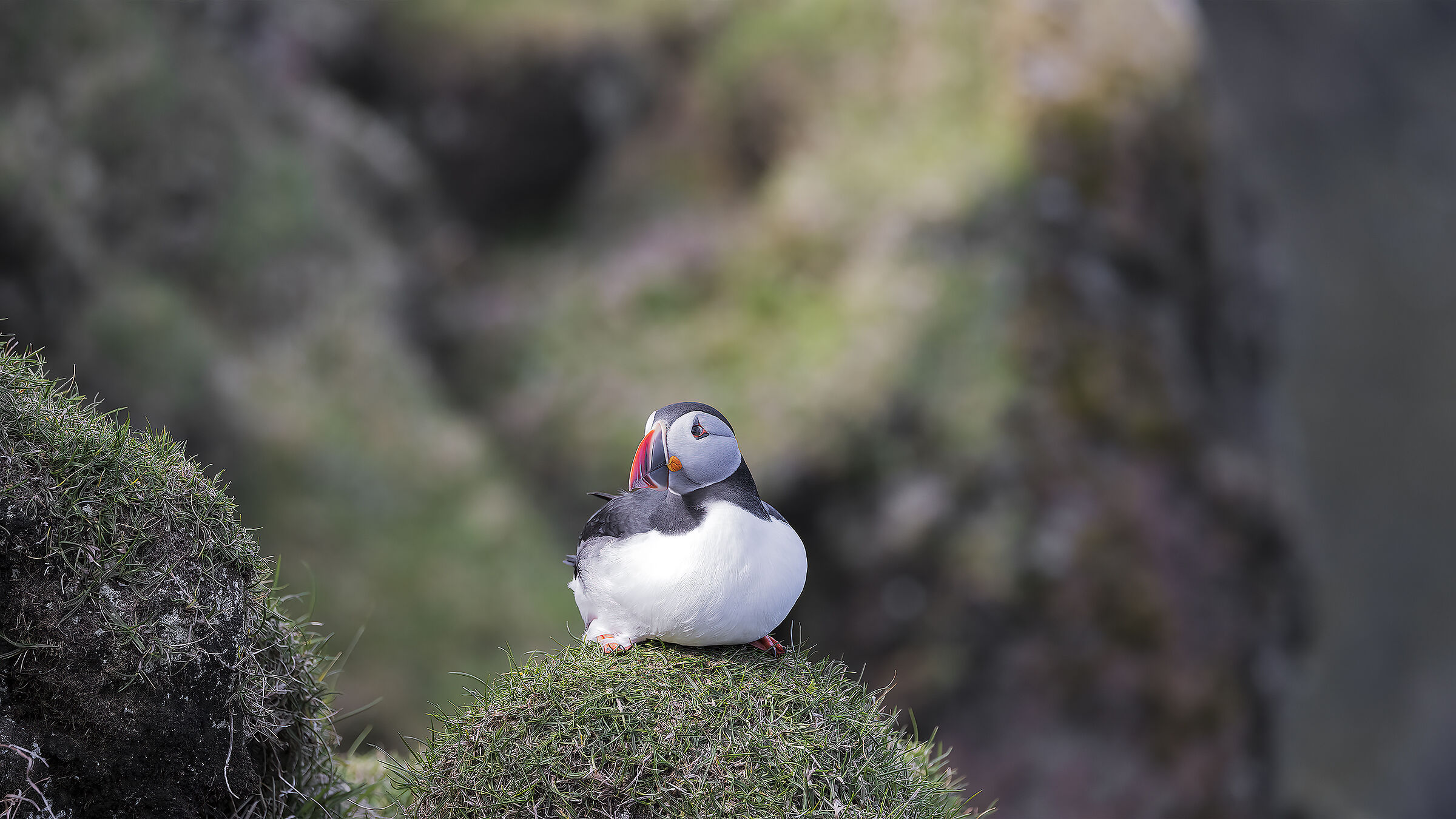 Puffin, Isola di Mykines