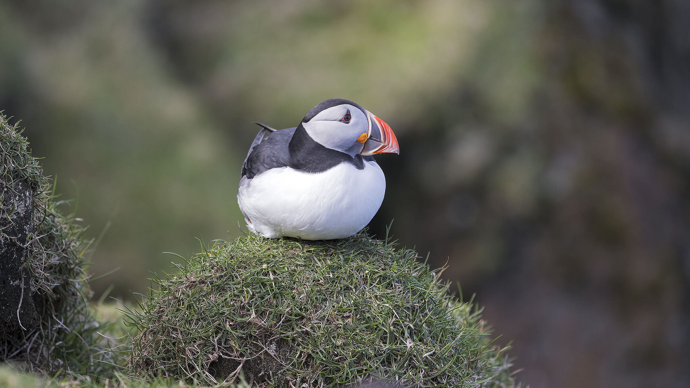 Puffin, Isola di Mykin