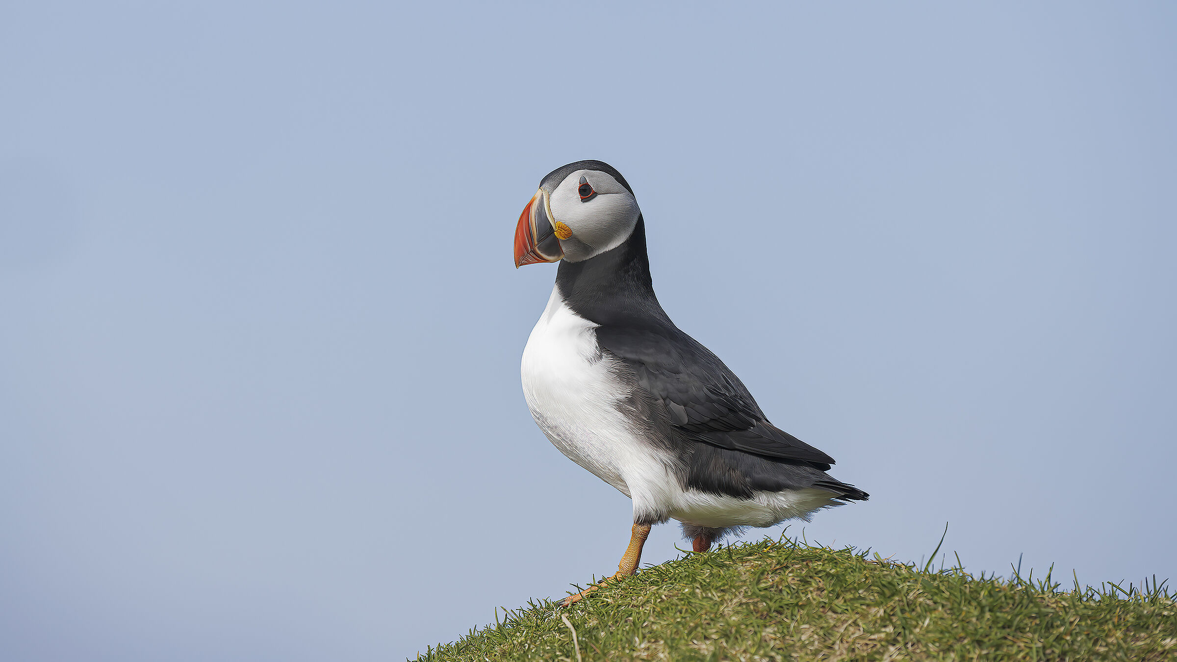 Puffin, Isola di Mykines