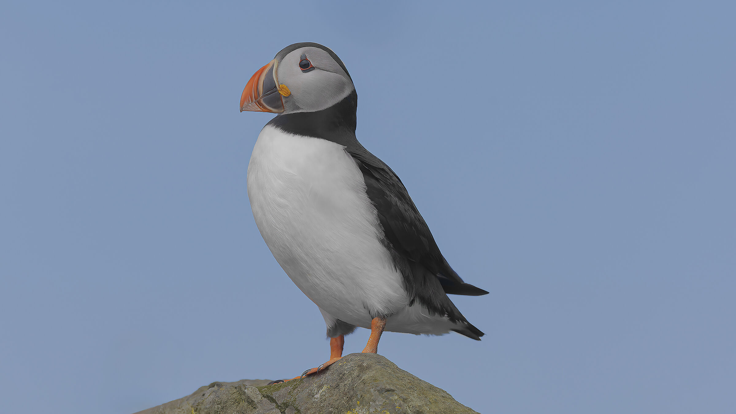 Puffin, Isola di Mykines