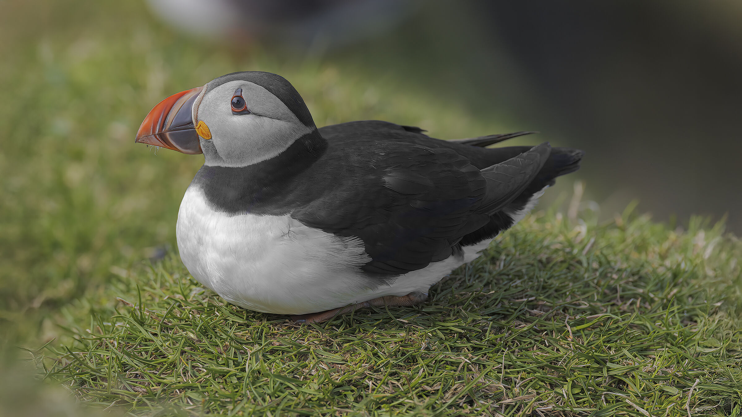 Puffin, Isola di Mykines