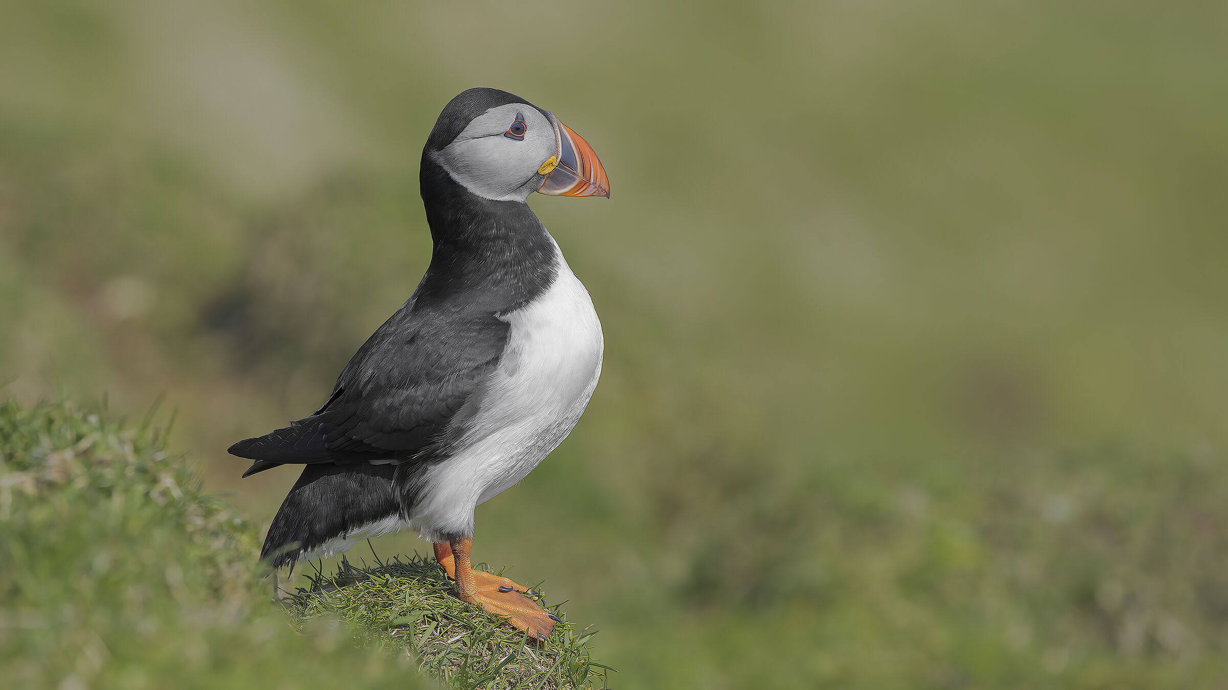 Puffin, Isola di Mykines