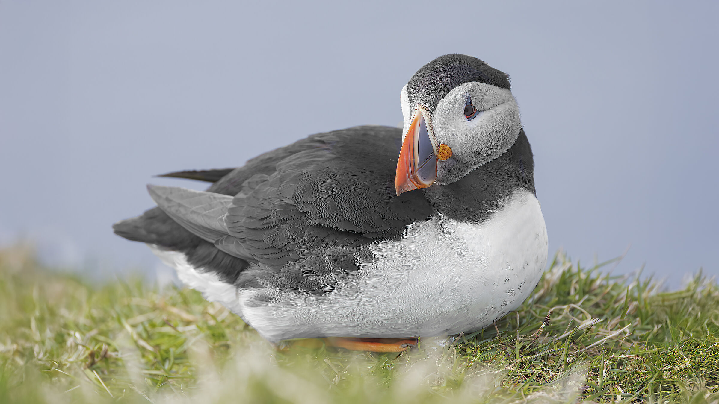 Puffin, Isola di Mykines