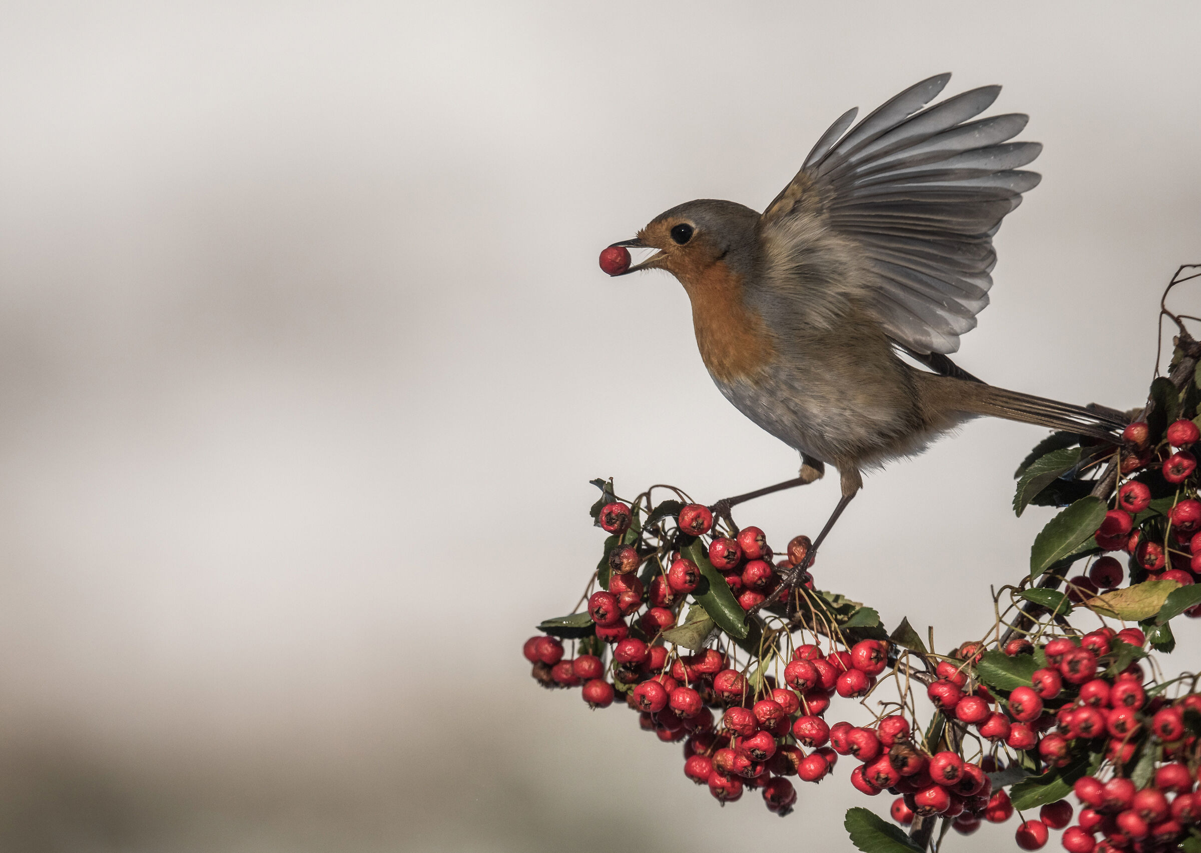 auguri di Buon Natale a tutti con questo pettirosso