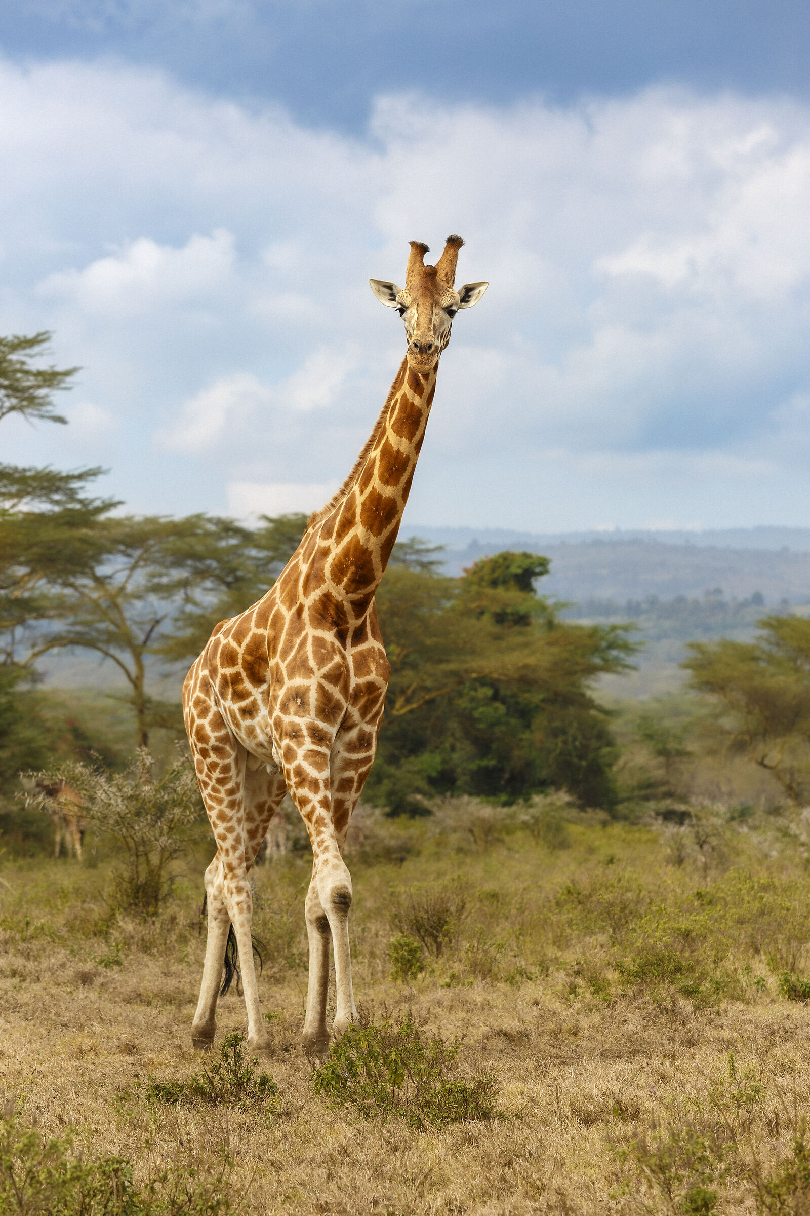 Giraffe in Naivasha Natural Park